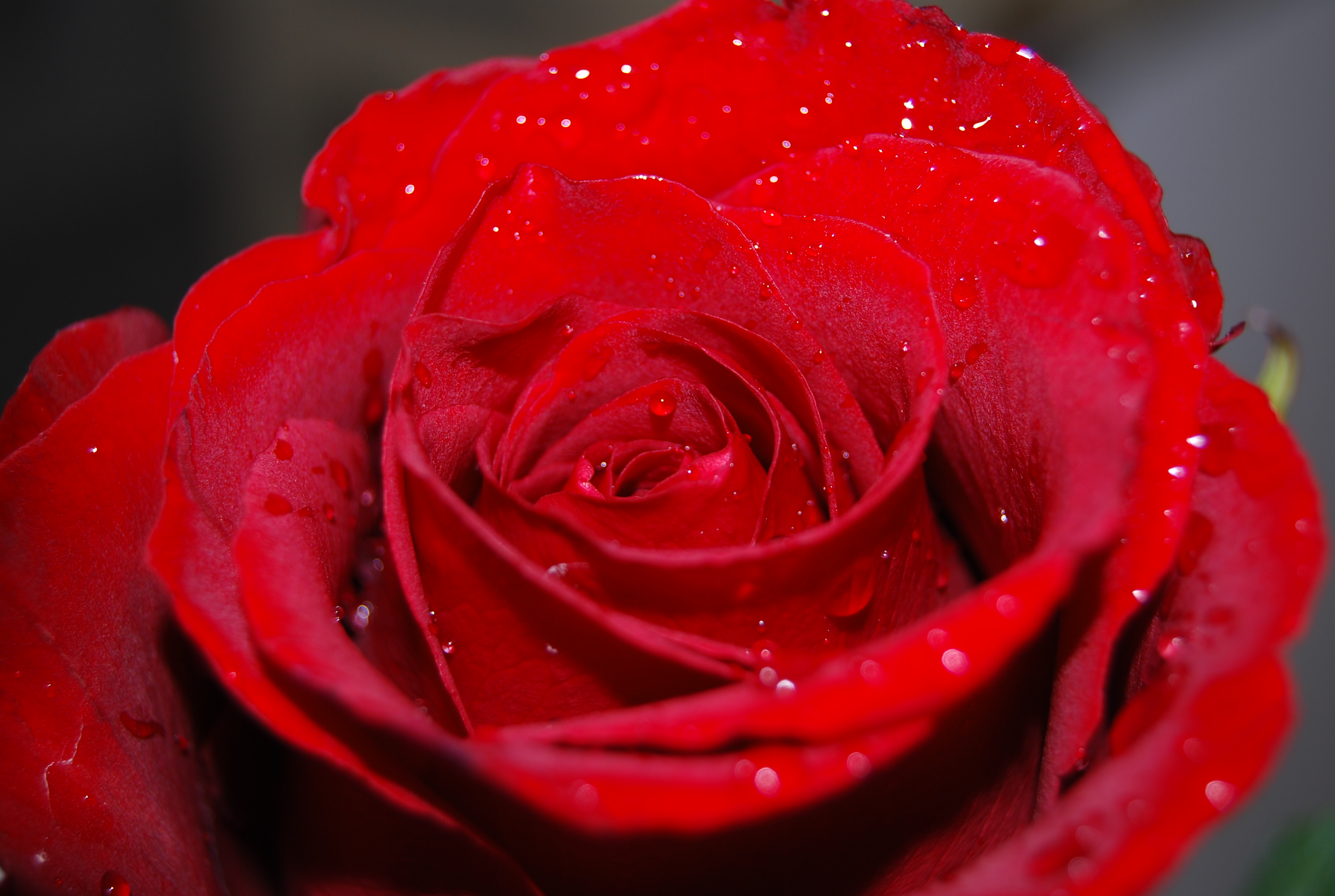 Red Roses Hd Wallpapers Free Red Roses Hd Wallpapers - عکس گل رز قرمز با شبنم - HD Wallpaper 