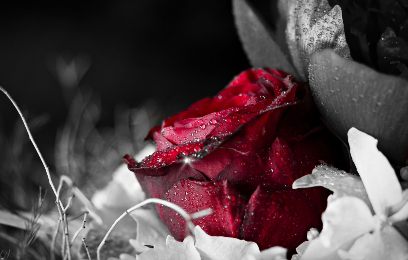 Photo Wallpaper Water, Flowers, Rosa, Background, Wallpaper, - Water Drops In Rose - HD Wallpaper 