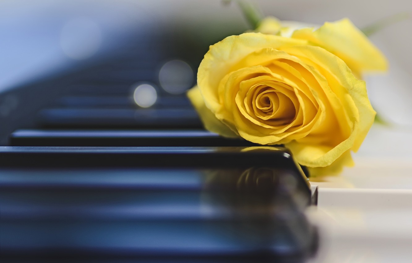 Photo Wallpaper Music, Rose, Piano - Piano Yellow Rose - 1332x850