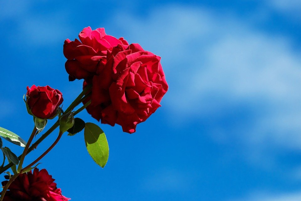 Good Morning Happy Thursday Image Download - HD Wallpaper 