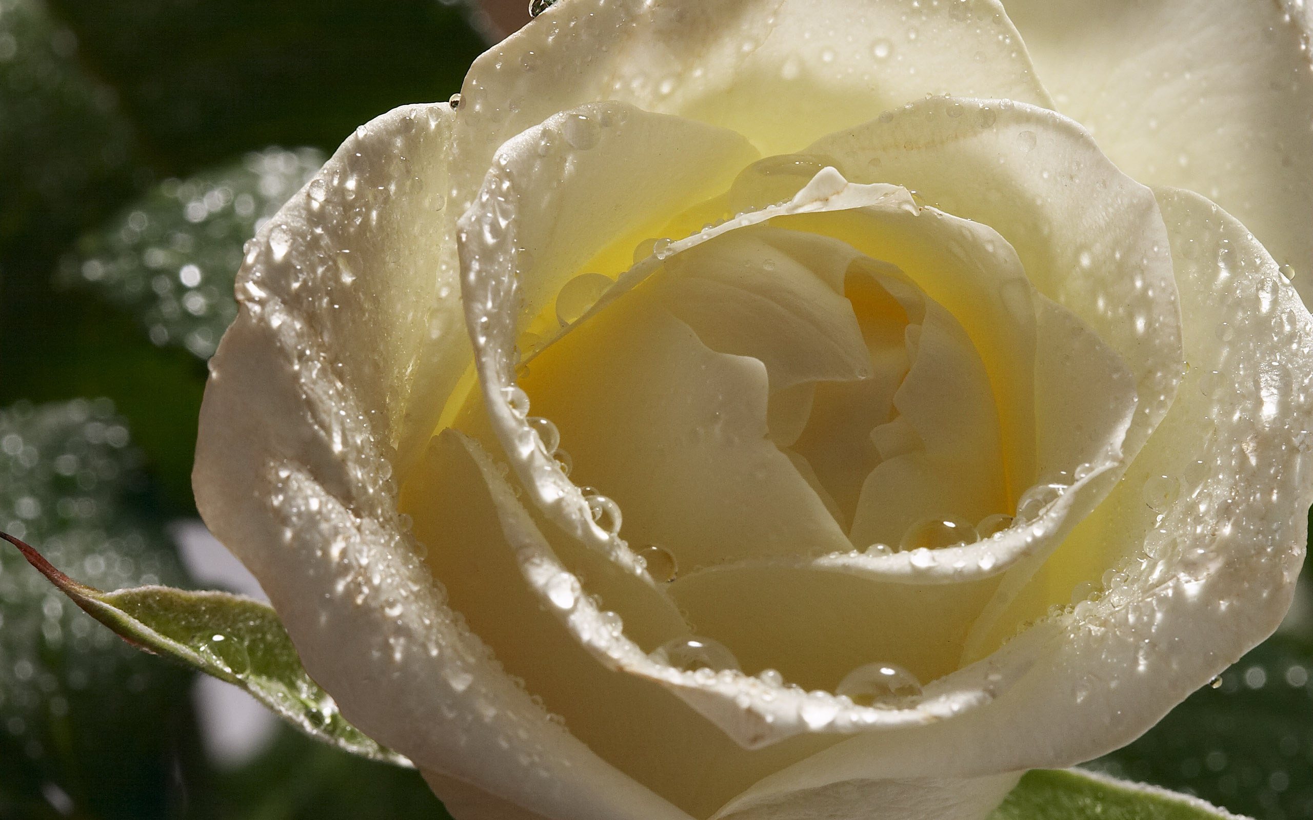 Water Rose Mobile Wallpapers - HD Wallpaper 