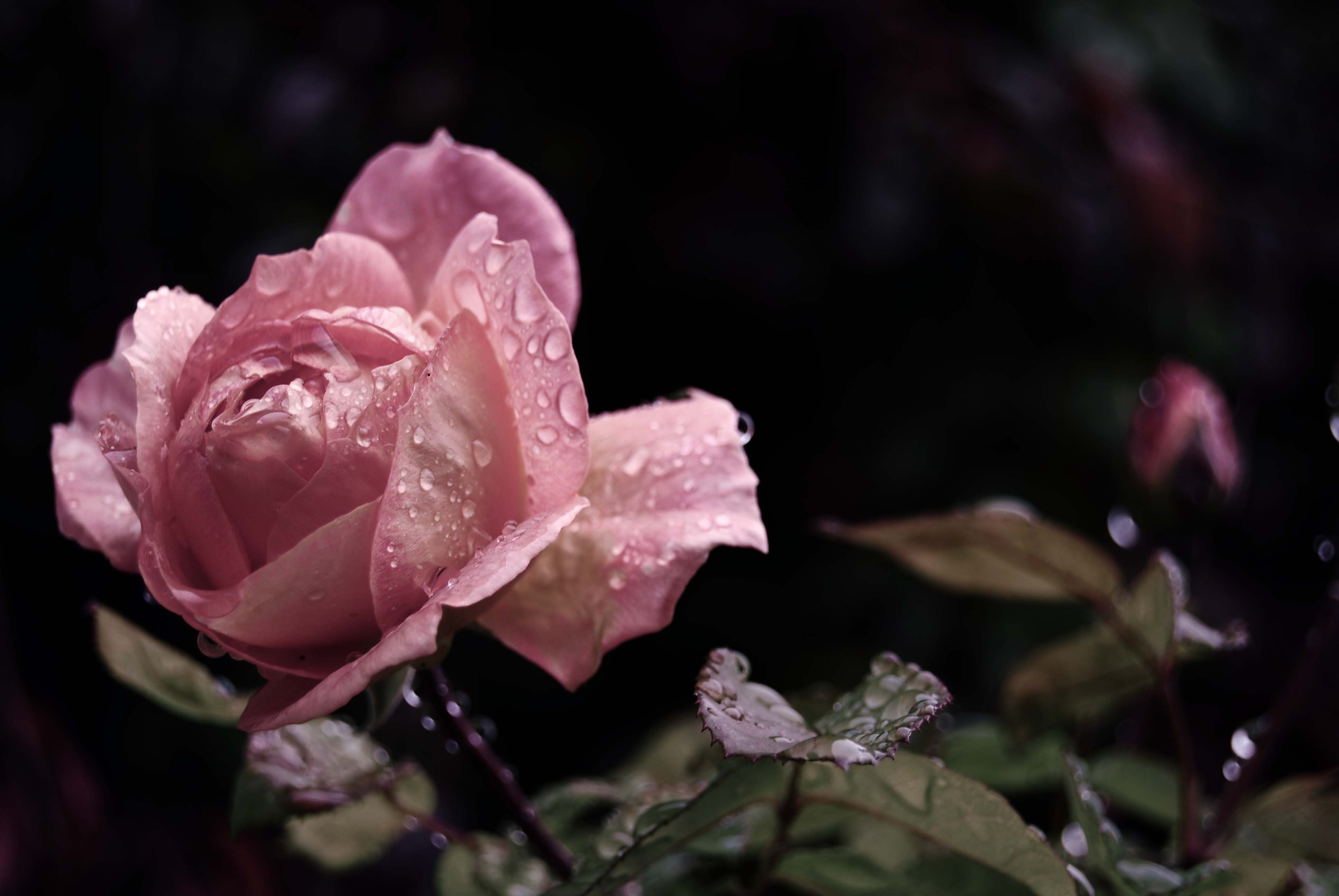 Wallpaper Rose, Flower, Bud, Leaf, Drops, Rain - Flowers In Rain - HD Wallpaper 