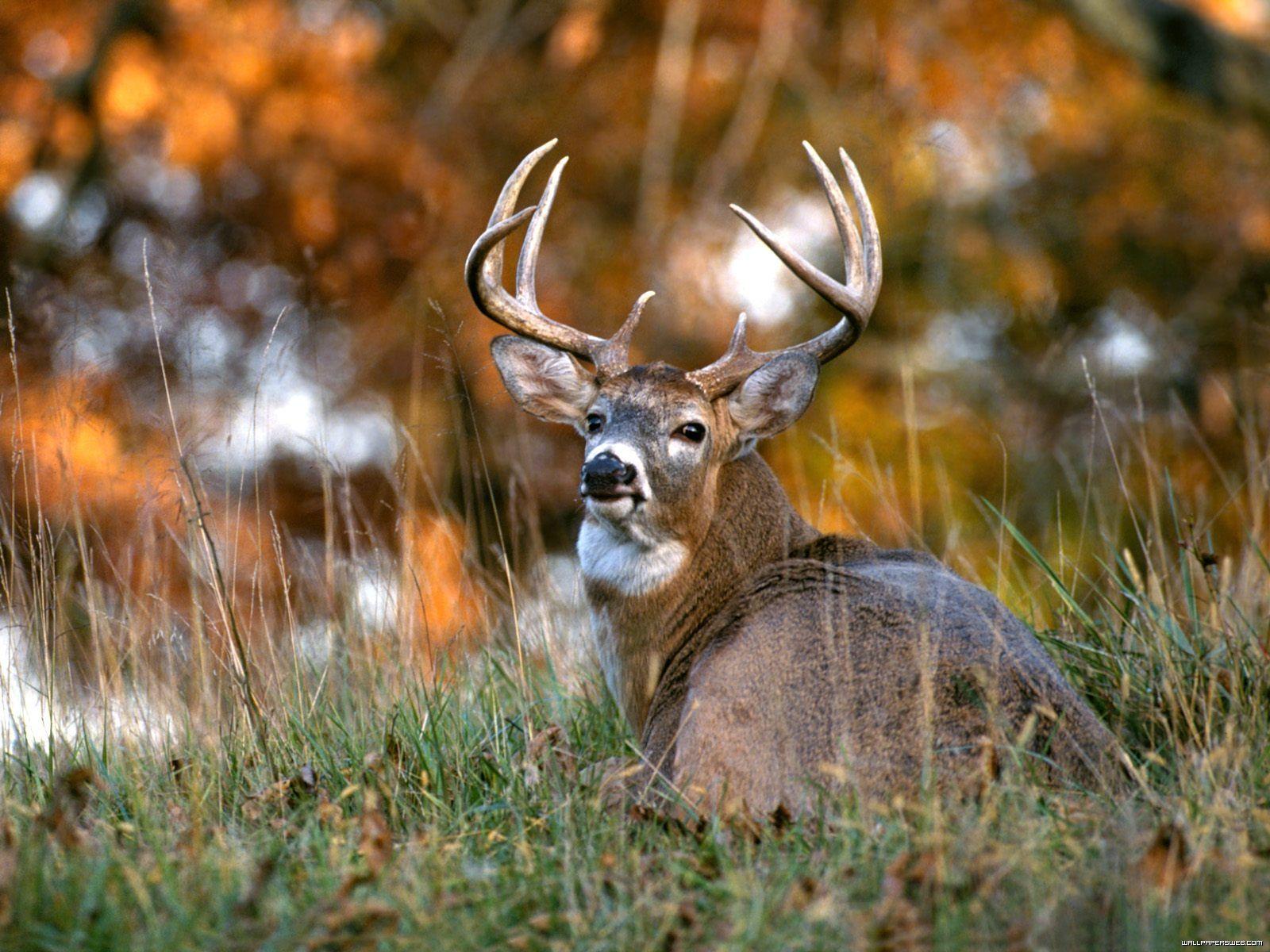 Whitetail Deer Backgrounds - White Tailed Deer Hd - HD Wallpaper 