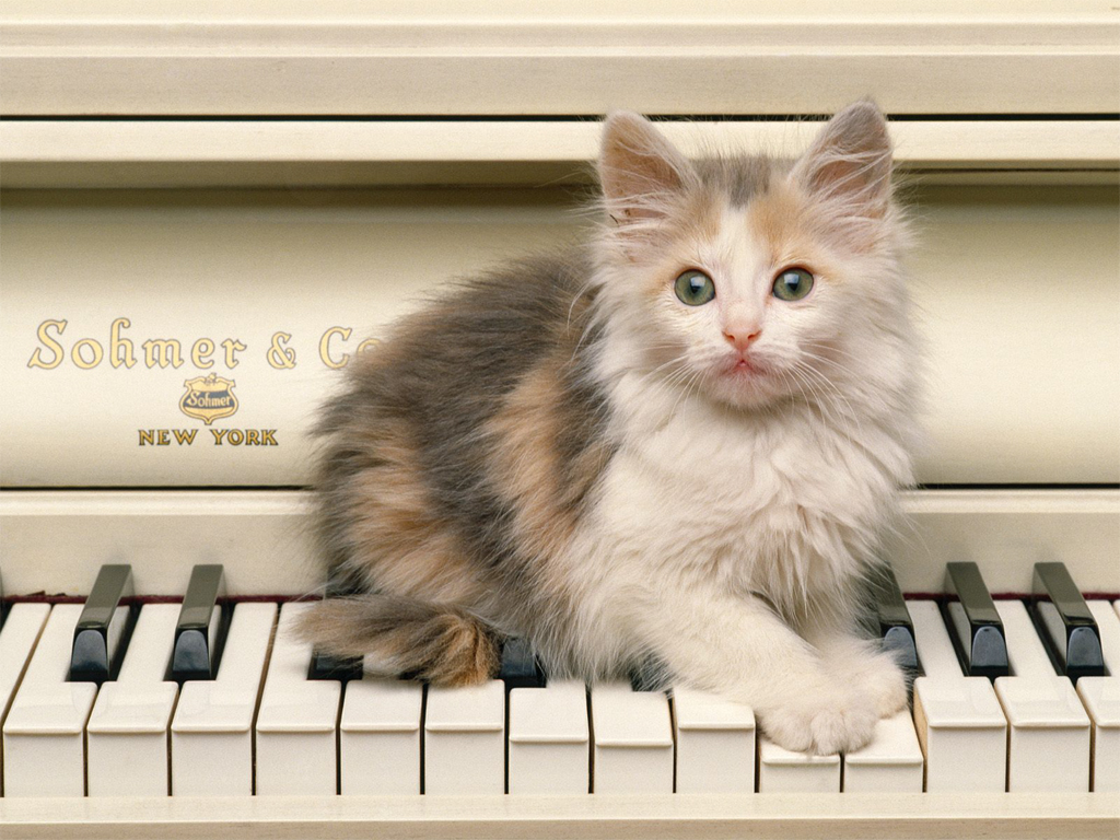 Cat On Piano Christian Wallpaper Free Download - 淺 三 花 貓 - HD Wallpaper 