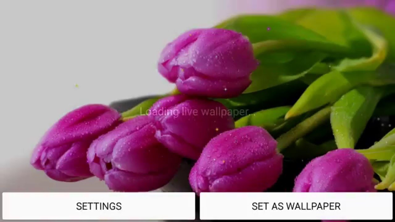 Purple Tulips - HD Wallpaper 