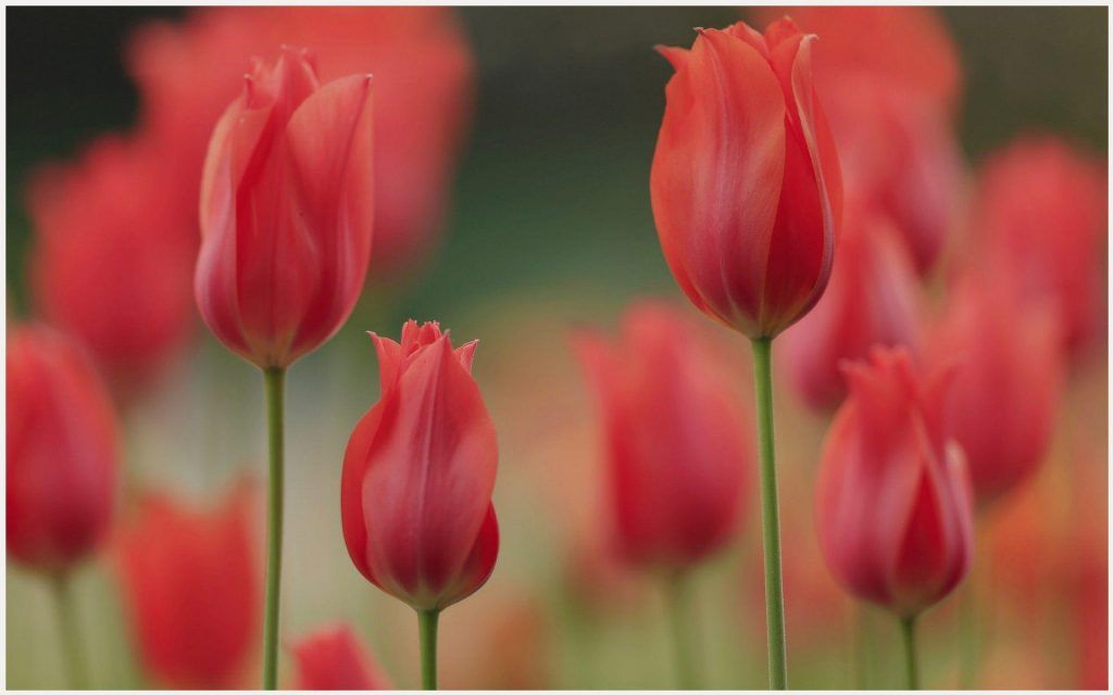 Tulip Original Flowers - HD Wallpaper 