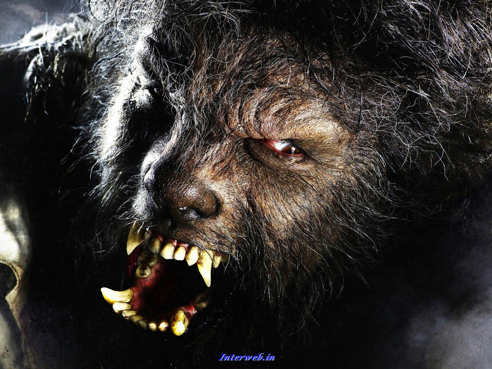 Horror Movies Wallpaper - Men Wolf - HD Wallpaper 