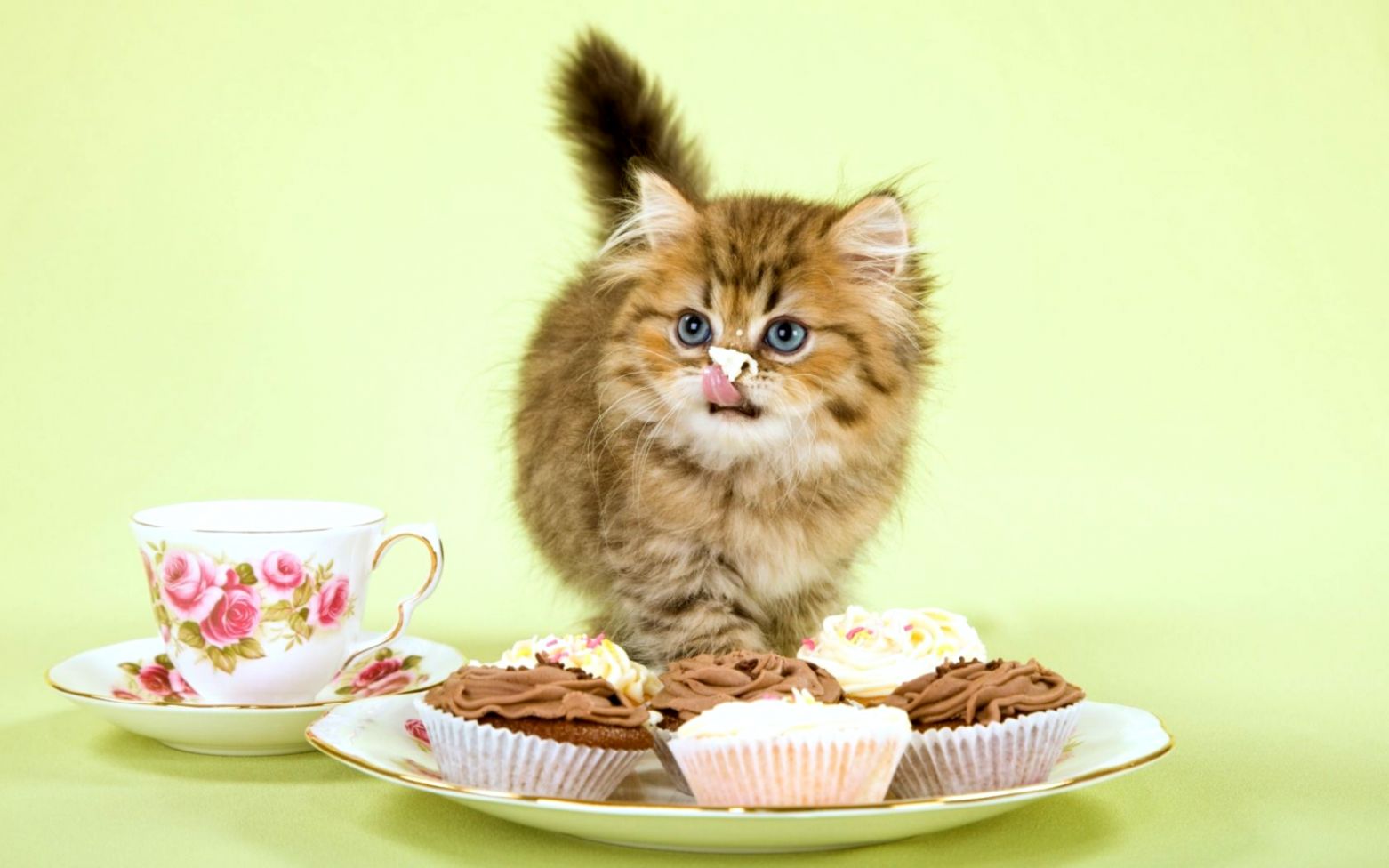 Download Wallpaper Id 2041380 Desktop Nexus Animals - Kitten Eating Cake - HD Wallpaper 