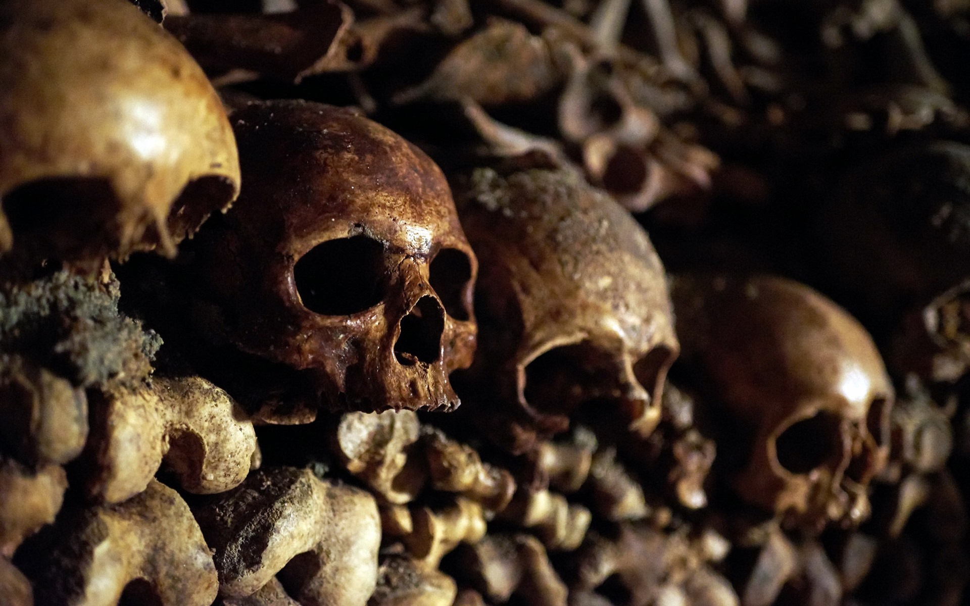 Wallpaper Skulls, Bones, Horror - Skull - HD Wallpaper 