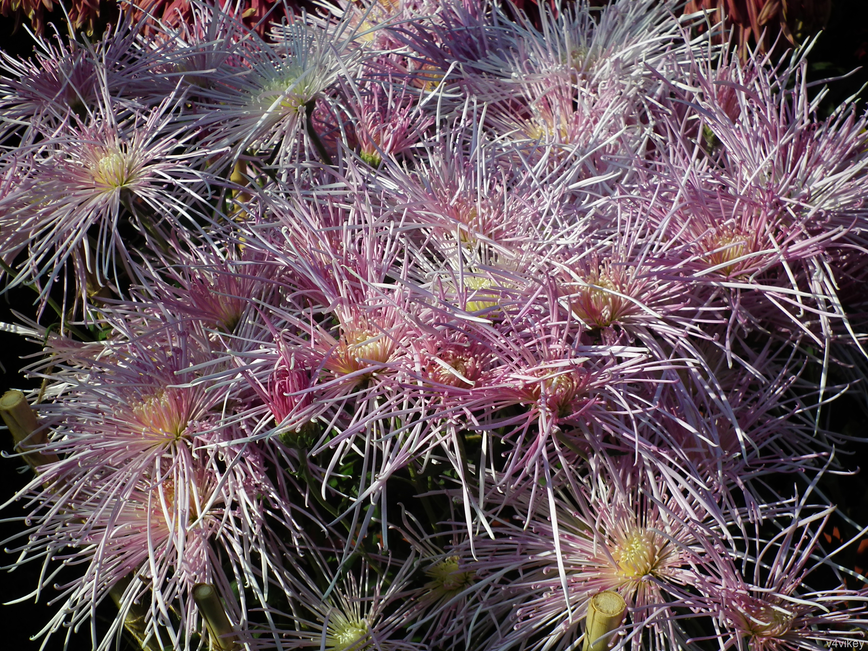 Spider Type Chrysanthemum - HD Wallpaper 