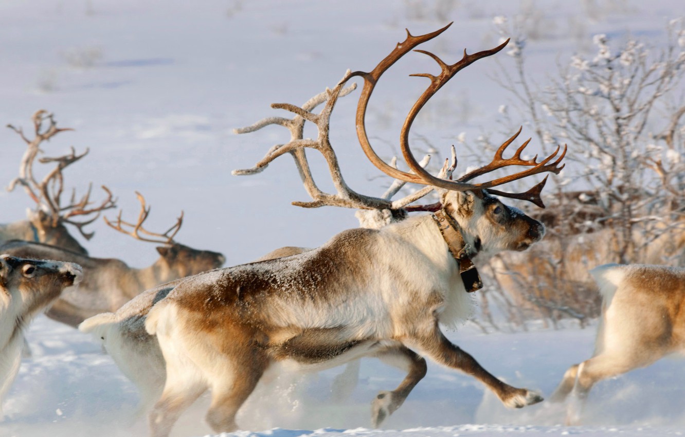 Photo Wallpaper Winter, Snow, Norway, Horns, Team, - Finnmark Reindeer - HD Wallpaper 
