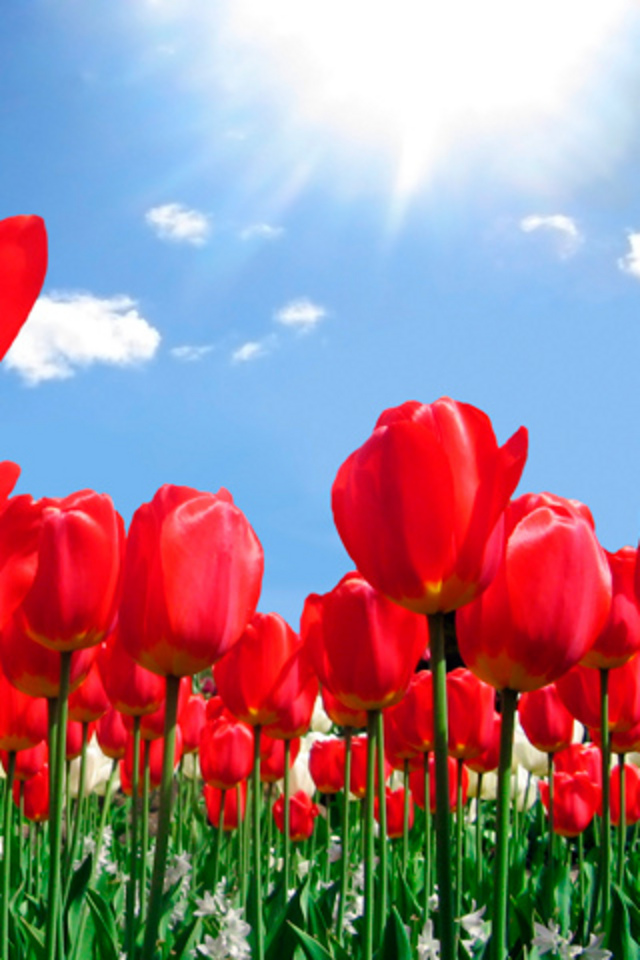 Flower Red Tulips Android Wallpaper - Tulip Flower Wallpaper Android - HD Wallpaper 