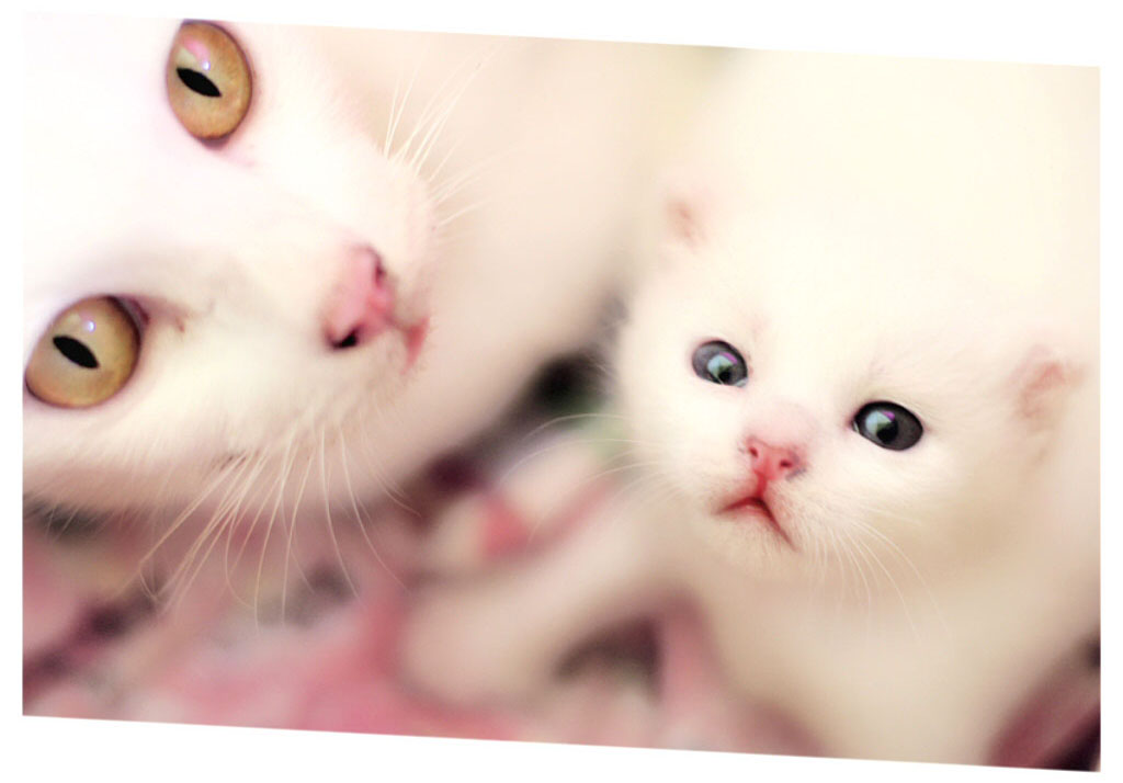 Mother Cat And Son Kitten - HD Wallpaper 