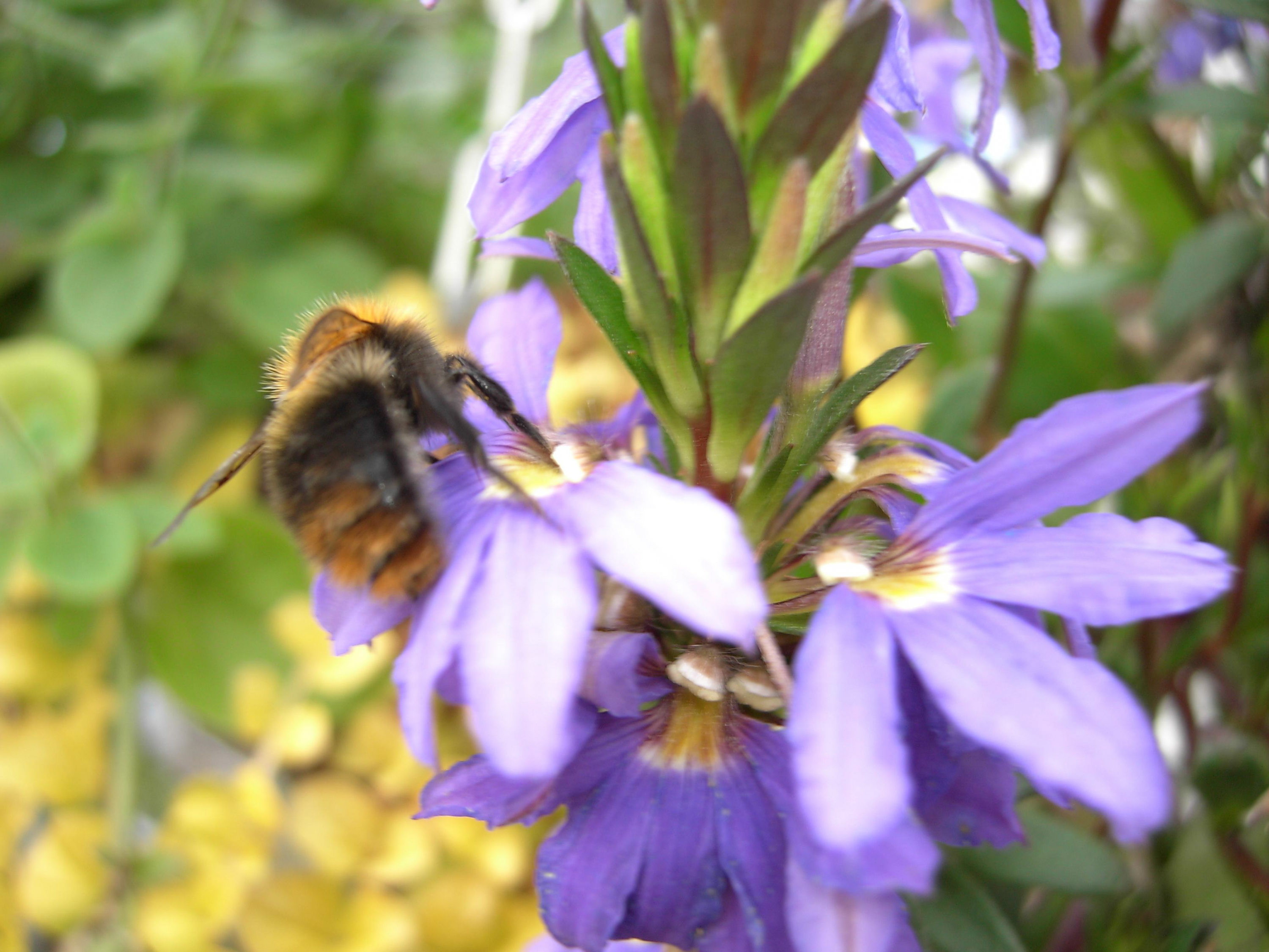 Sri Amma Bhagavan Guidelines Miraculous Healing - Gentian Family - HD Wallpaper 