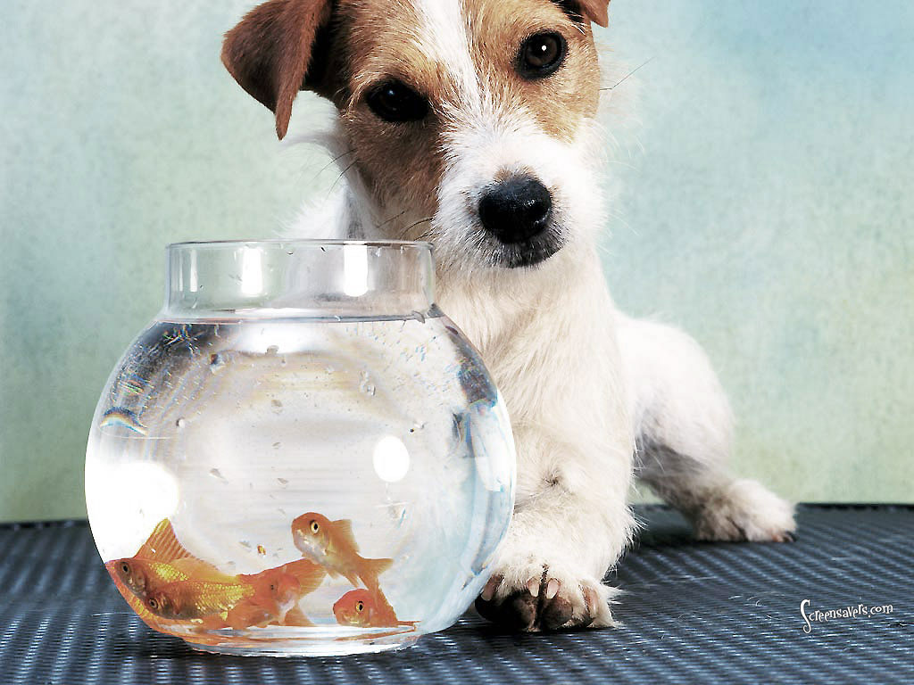 Jack Russell Wallpaper - Jack Russell - HD Wallpaper 