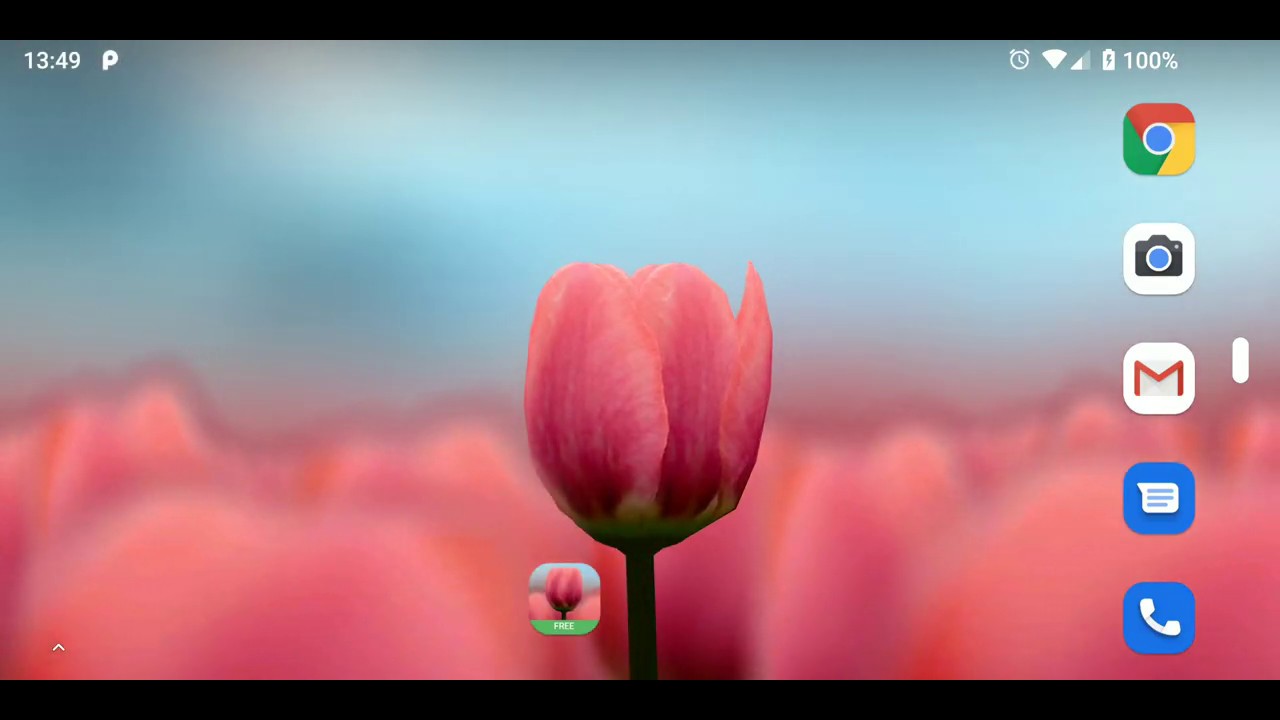 Sprenger's Tulip - HD Wallpaper 