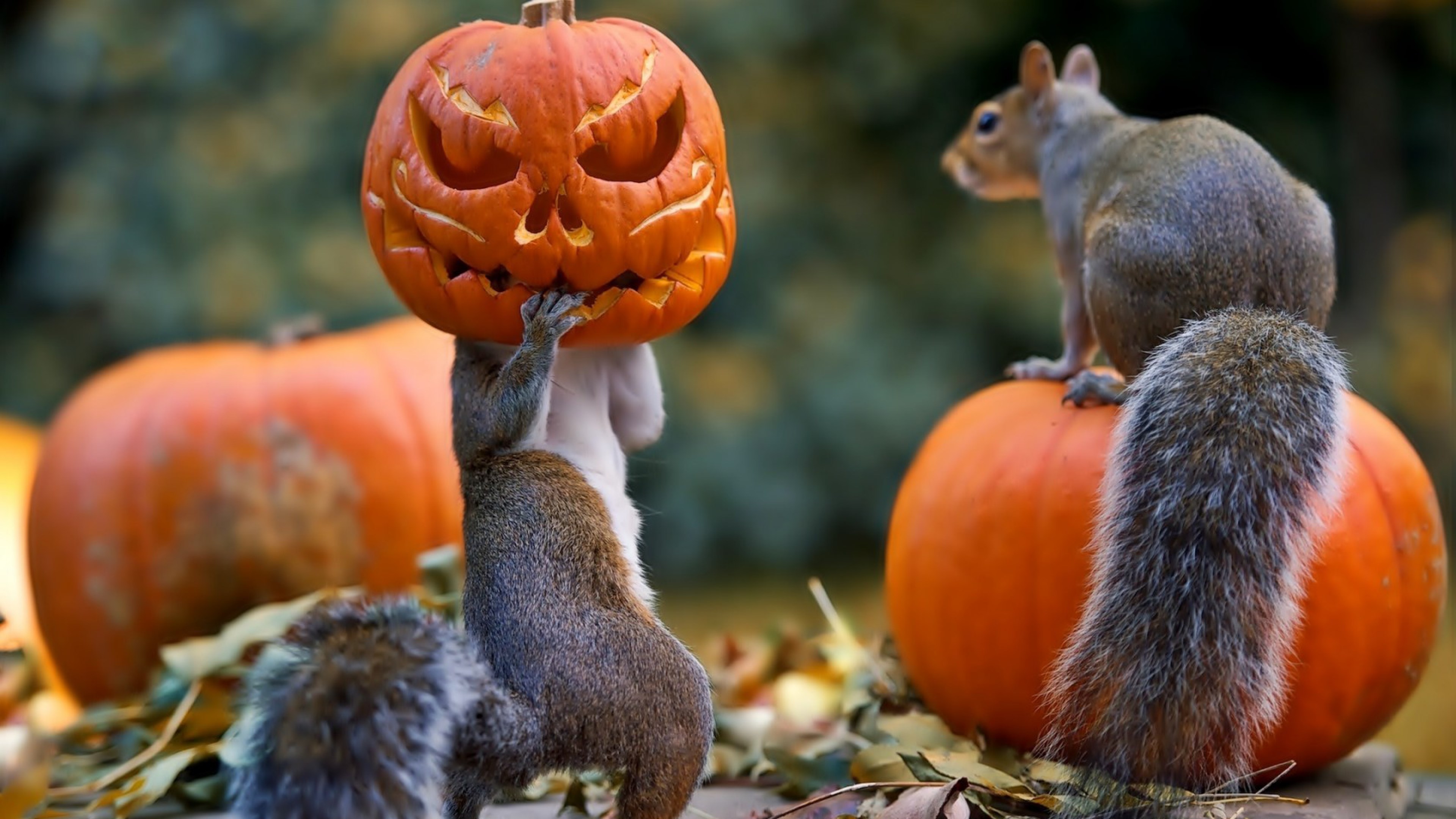 1920x1080, Full Hd 1080p Halloween Wallpapers Hd, Desktop - Pumpkin Hd - HD Wallpaper 