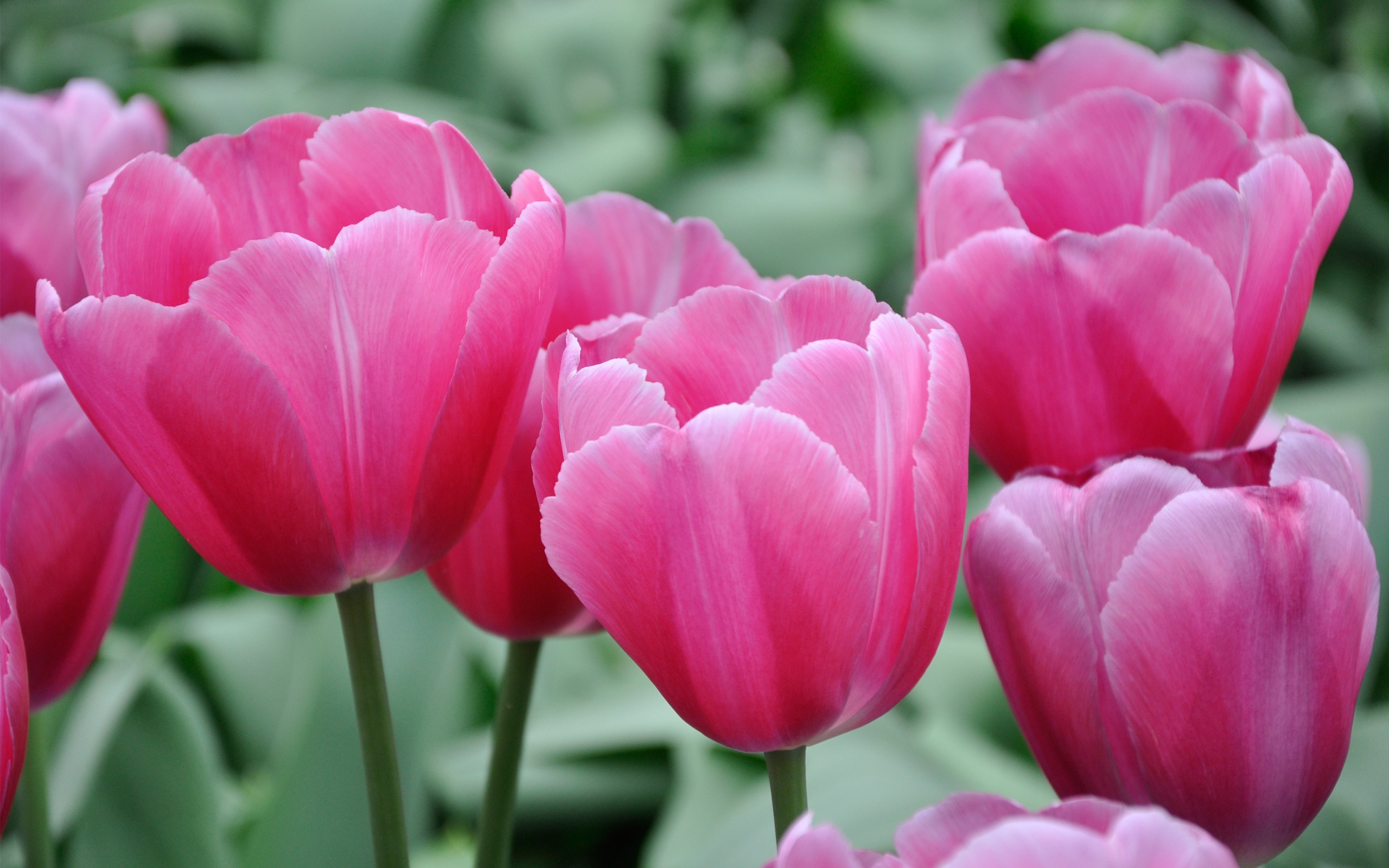 Hd Pink Tulips Live Wallpaper - Tulip - HD Wallpaper 