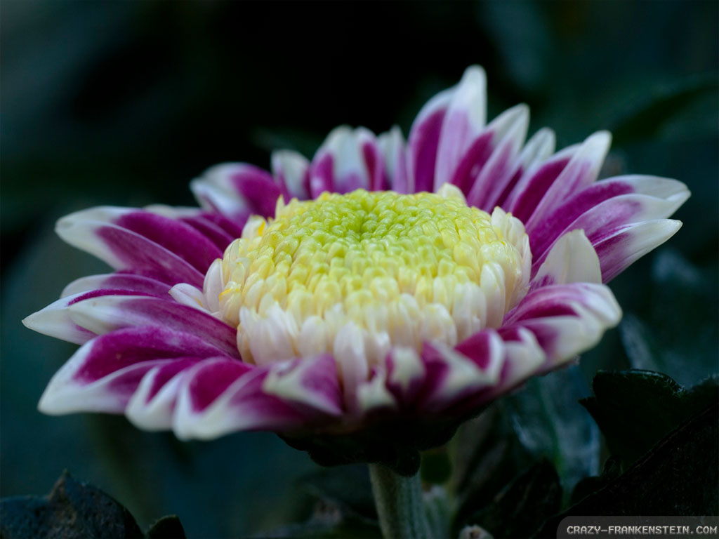 Chrysanths - HD Wallpaper 