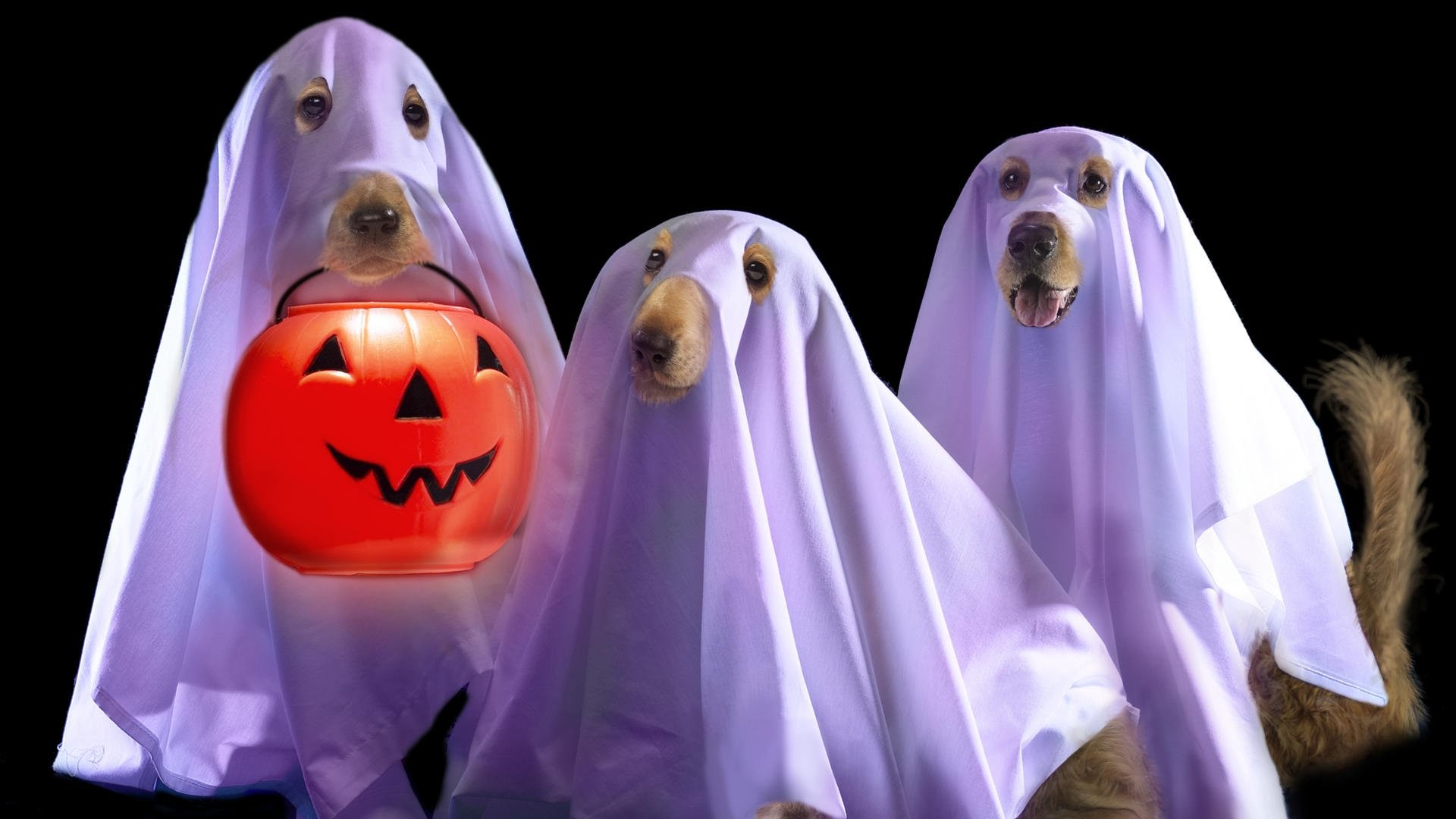 1920x1080, Funny Halloween Wallpaper Free Hounds Victoria - Halloween Wallpaper Funny - HD Wallpaper 