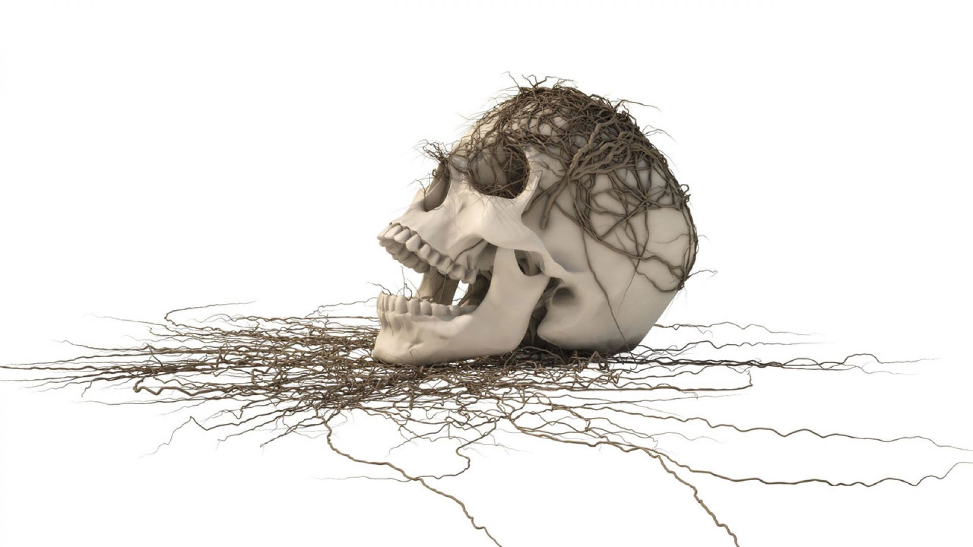 Wallpaper - HD Wallpaper 