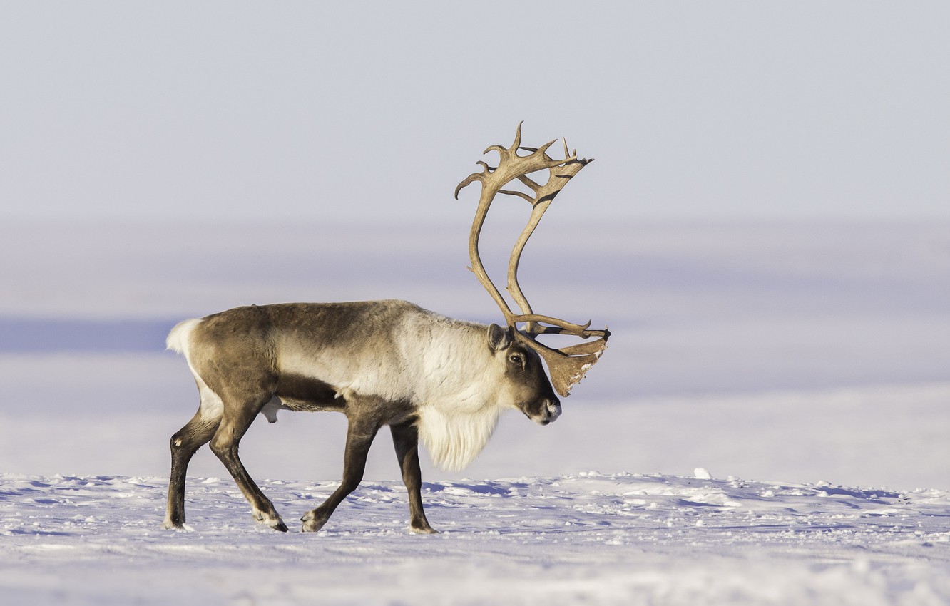Photo Wallpaper Snow, Horns, Tundra, Reindeer - Reindeer - HD Wallpaper 