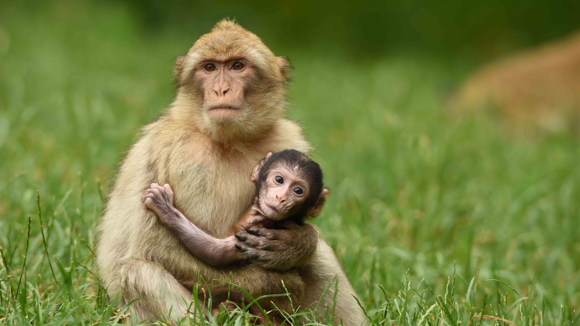 Monkey Mother And Baby - HD Wallpaper 