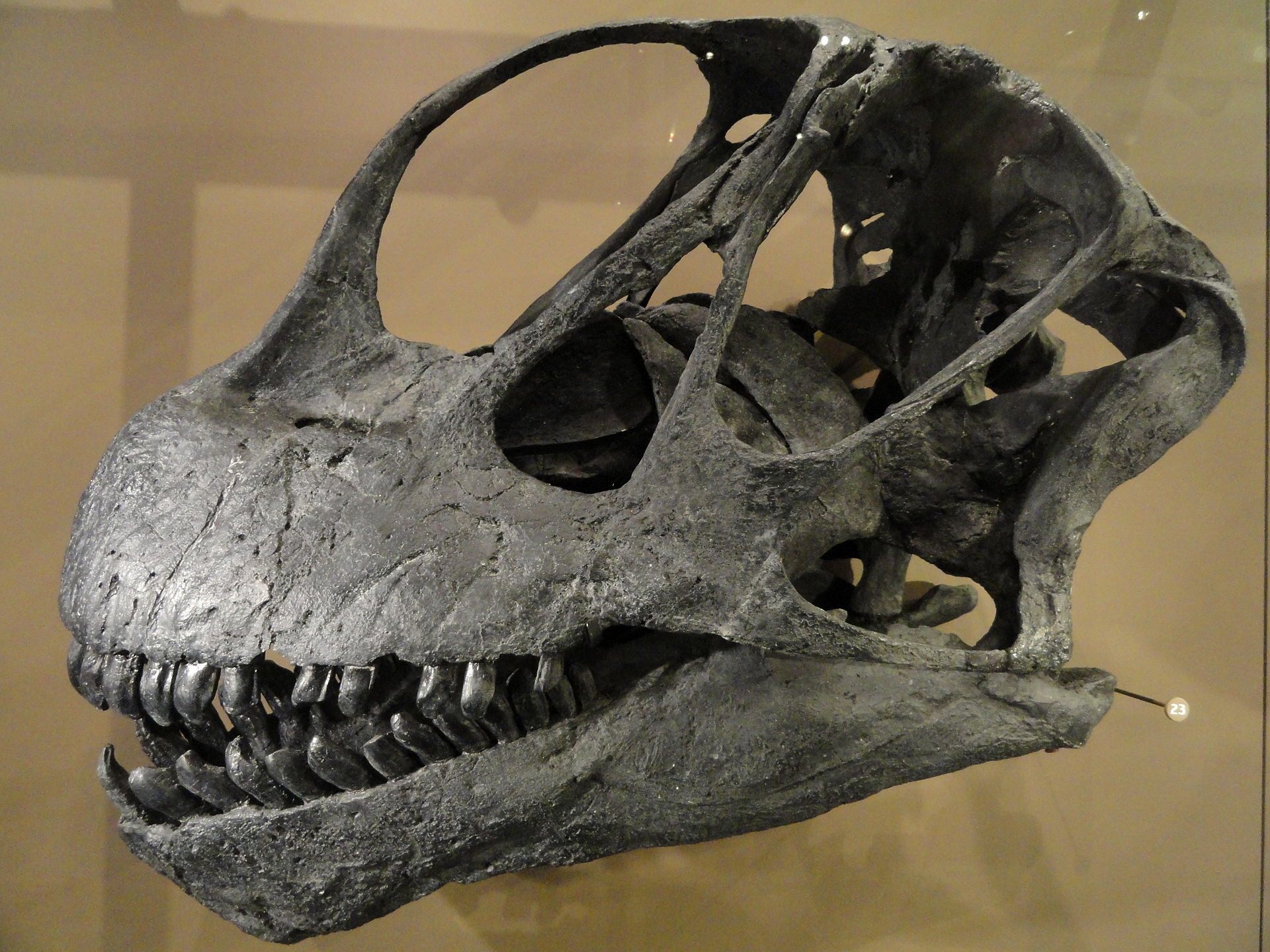 Camarasaurus Skull - HD Wallpaper 