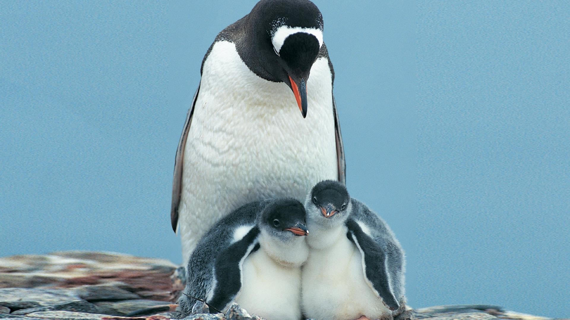 Penguin Mother With Baby - Penguin Mom And Babies - HD Wallpaper 