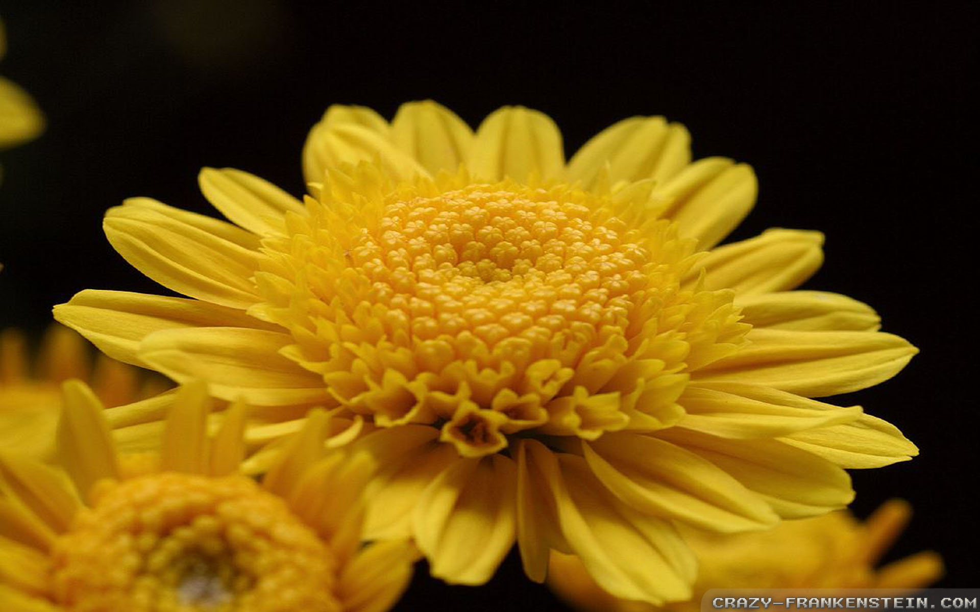 Mum - 1920x1200 Wallpaper - teahub.io