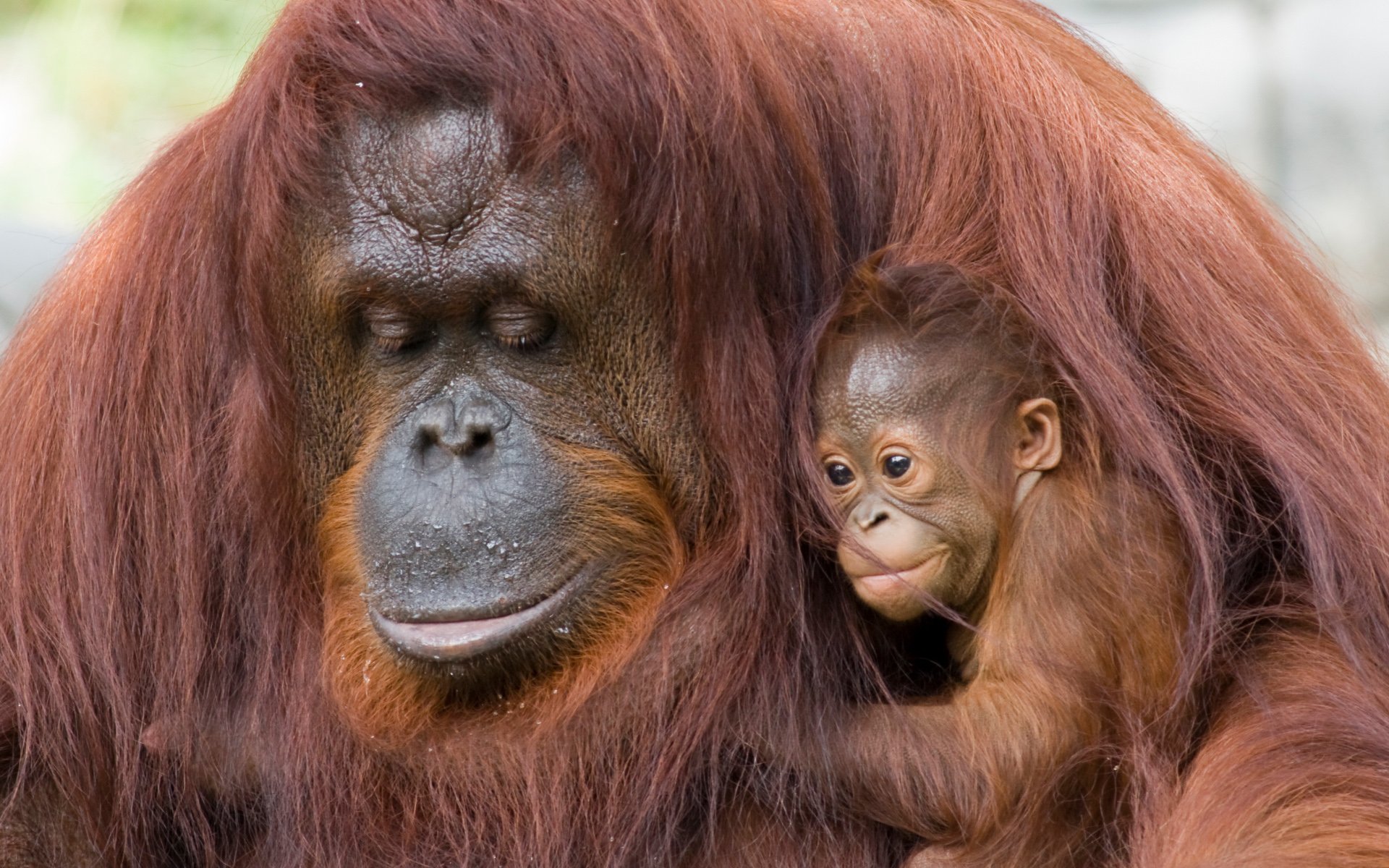 Orangutan Mum And Baby Wallpaper Hd - Orangutan And Their Young - HD Wallpaper 