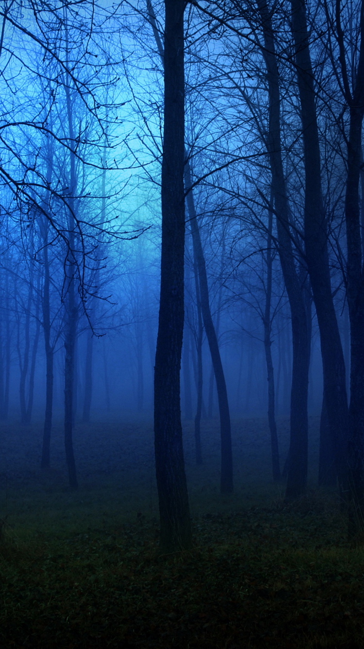 Creepy Forest Iphone Background - HD Wallpaper 