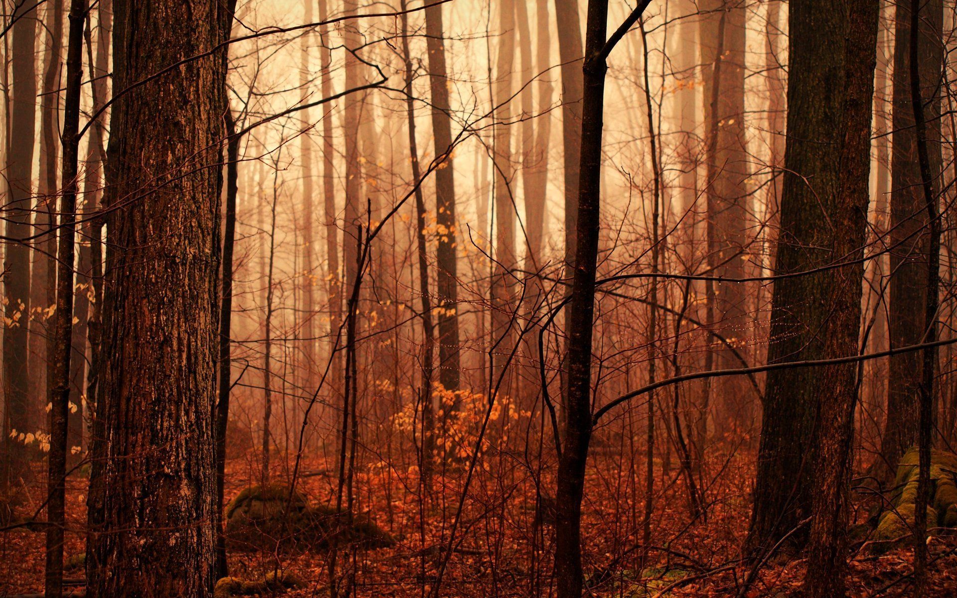 Autumn Forest Rain - HD Wallpaper 