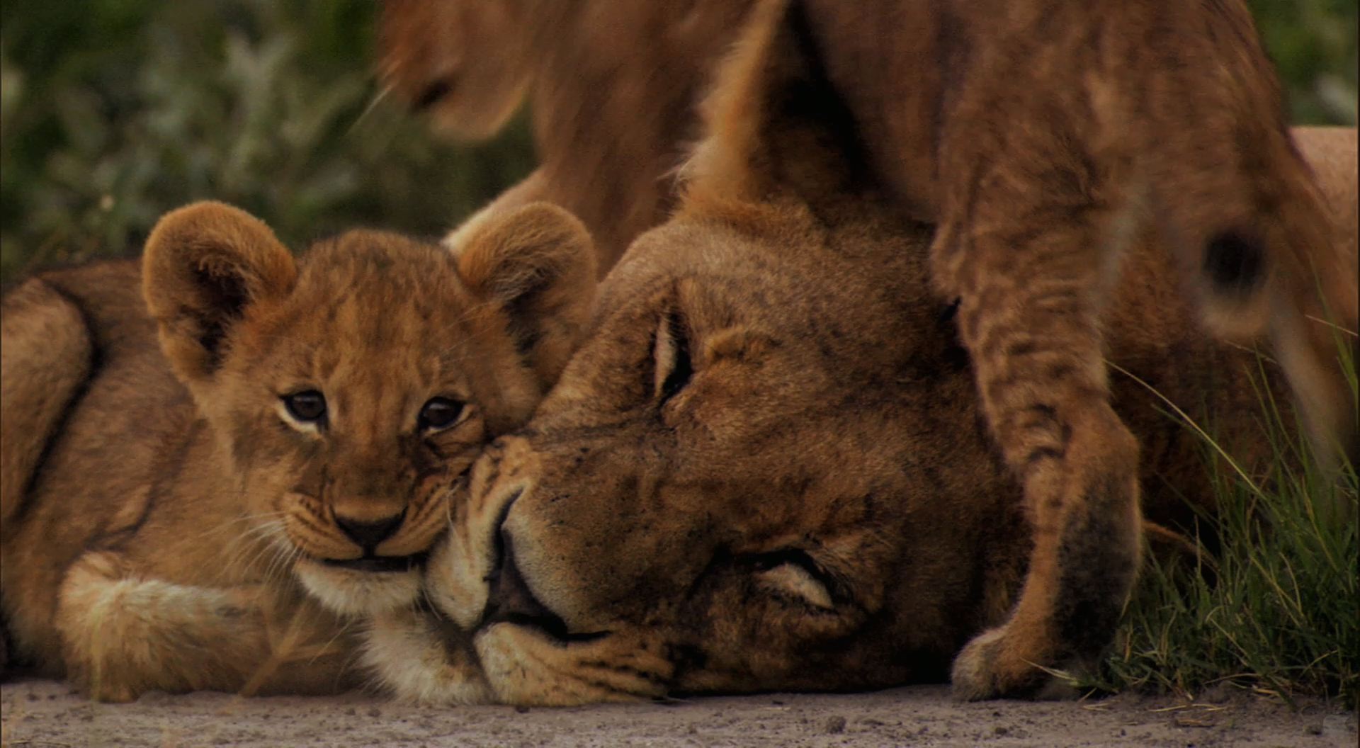 Lion Lioness And Cub - HD Wallpaper 