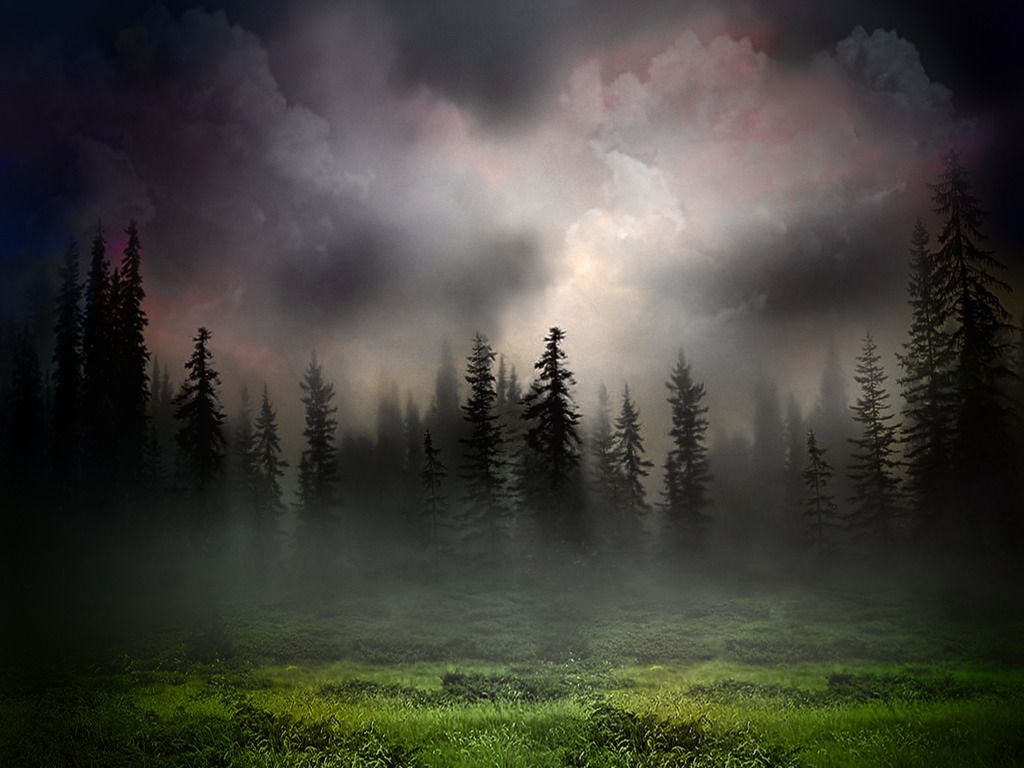 Foggy Woods Background - HD Wallpaper 