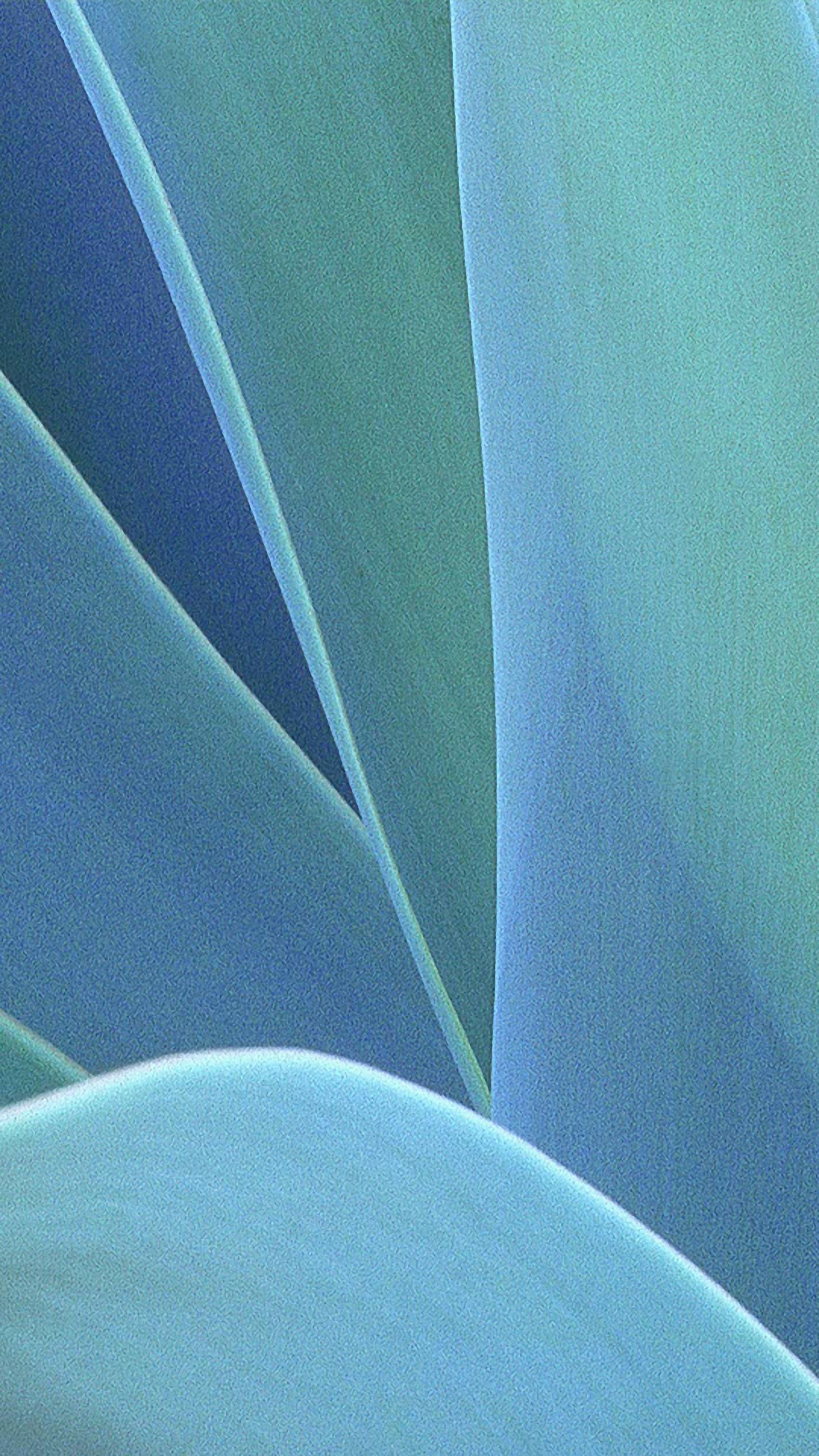 Hd Extreme Closeup Lg G4/g5 Wallpapers - Agave - 1440x2560 Wallpaper ...