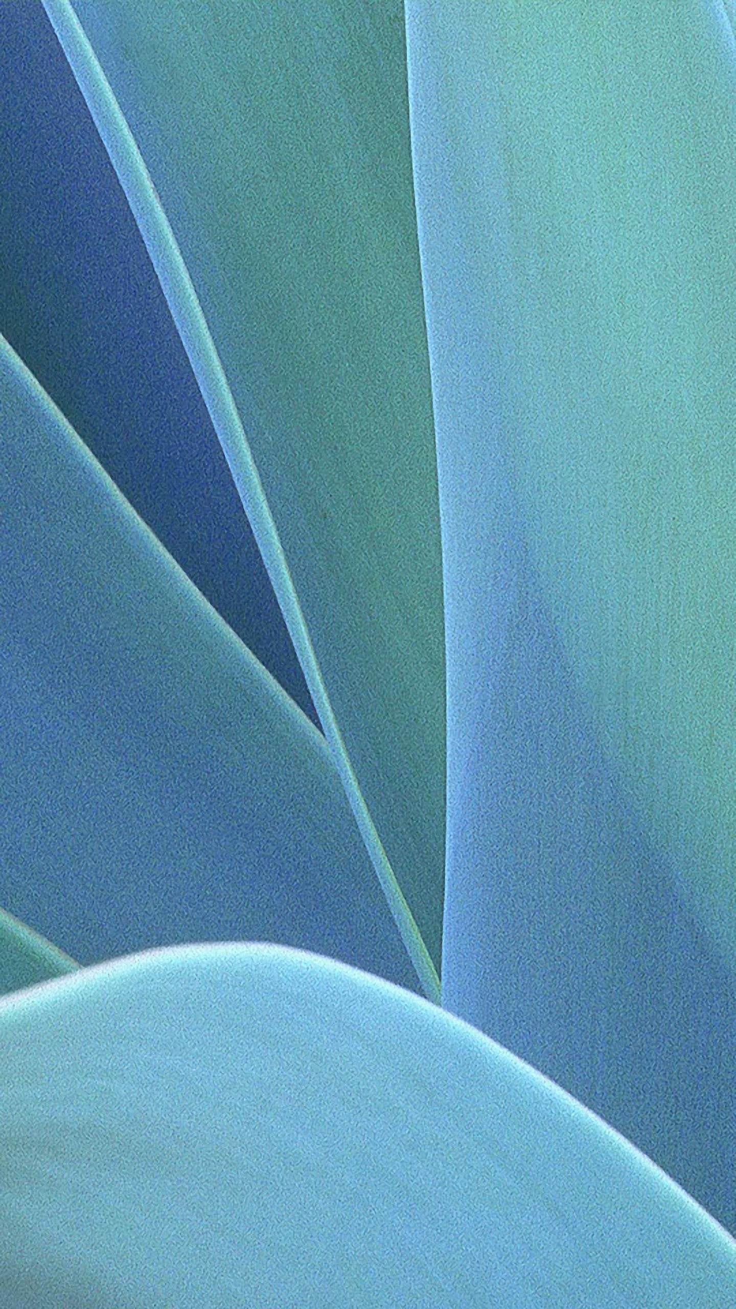 Hd Extreme Closeup Lg G4/g5 Wallpapers - Agave - HD Wallpaper 