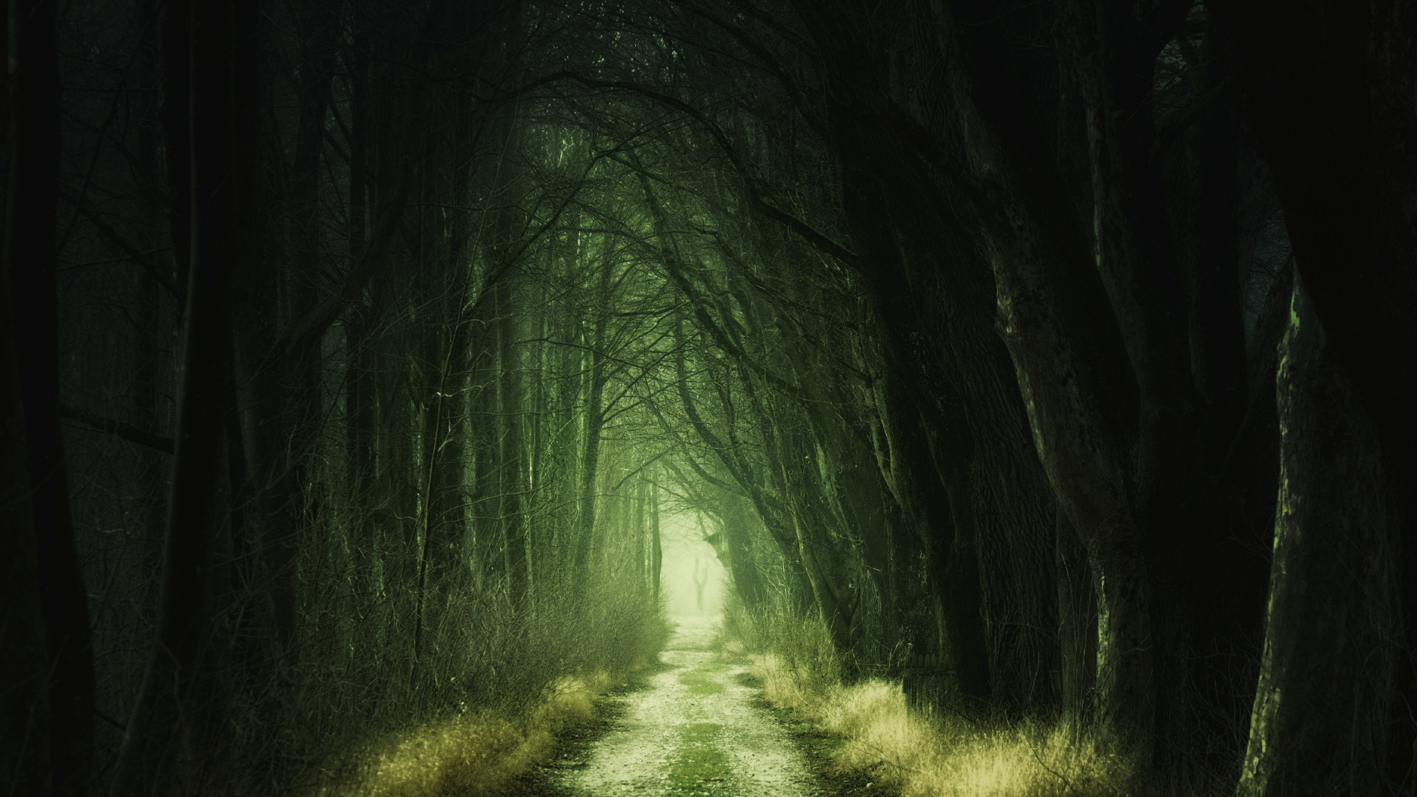 Dark, Dirt Road, Trees, Scary Way, Wallpaper - Dark Forest - HD Wallpaper 