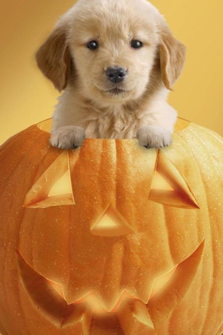 Halloween Dog Pumpkin Wallpaper Iphone Resolution - Cute Halloween - HD Wallpaper 
