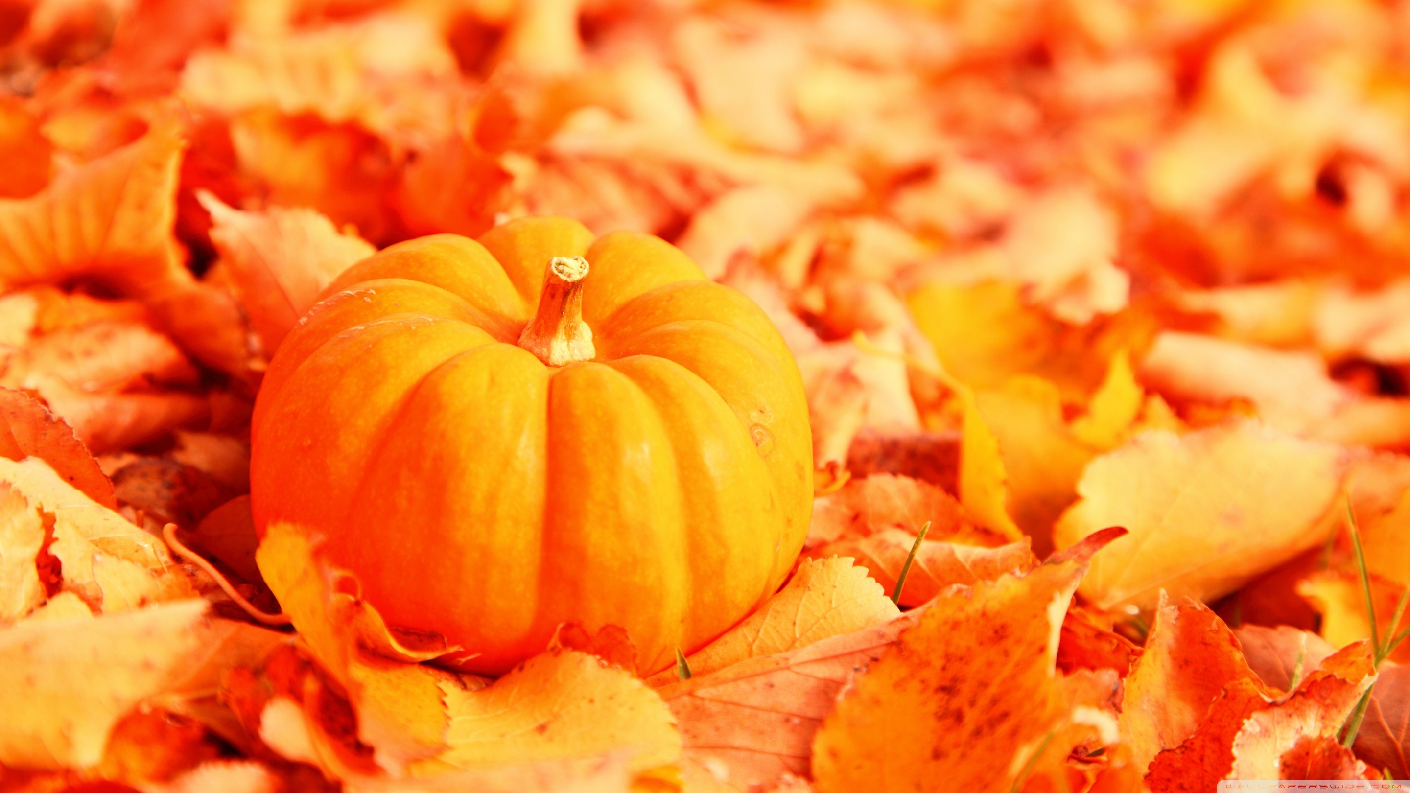 Pumpkin And Autumn Leaves Hd Desktop Wallpaper - Fall Leaves And Pumpkin - HD Wallpaper 