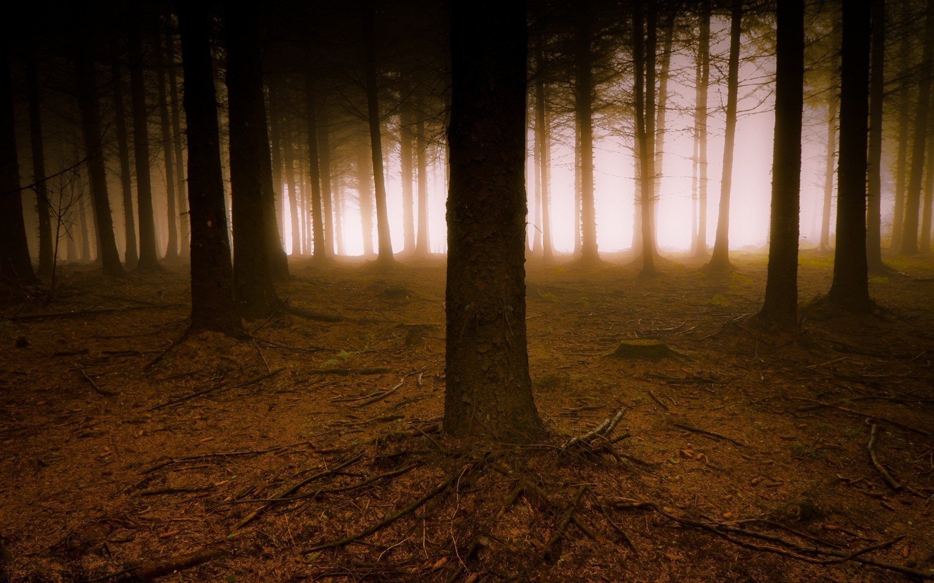 The Roots Tree Fog Forest Haze Branches Creepy Dark - Vaca Vai O Boi Vai Atrás - HD Wallpaper 
