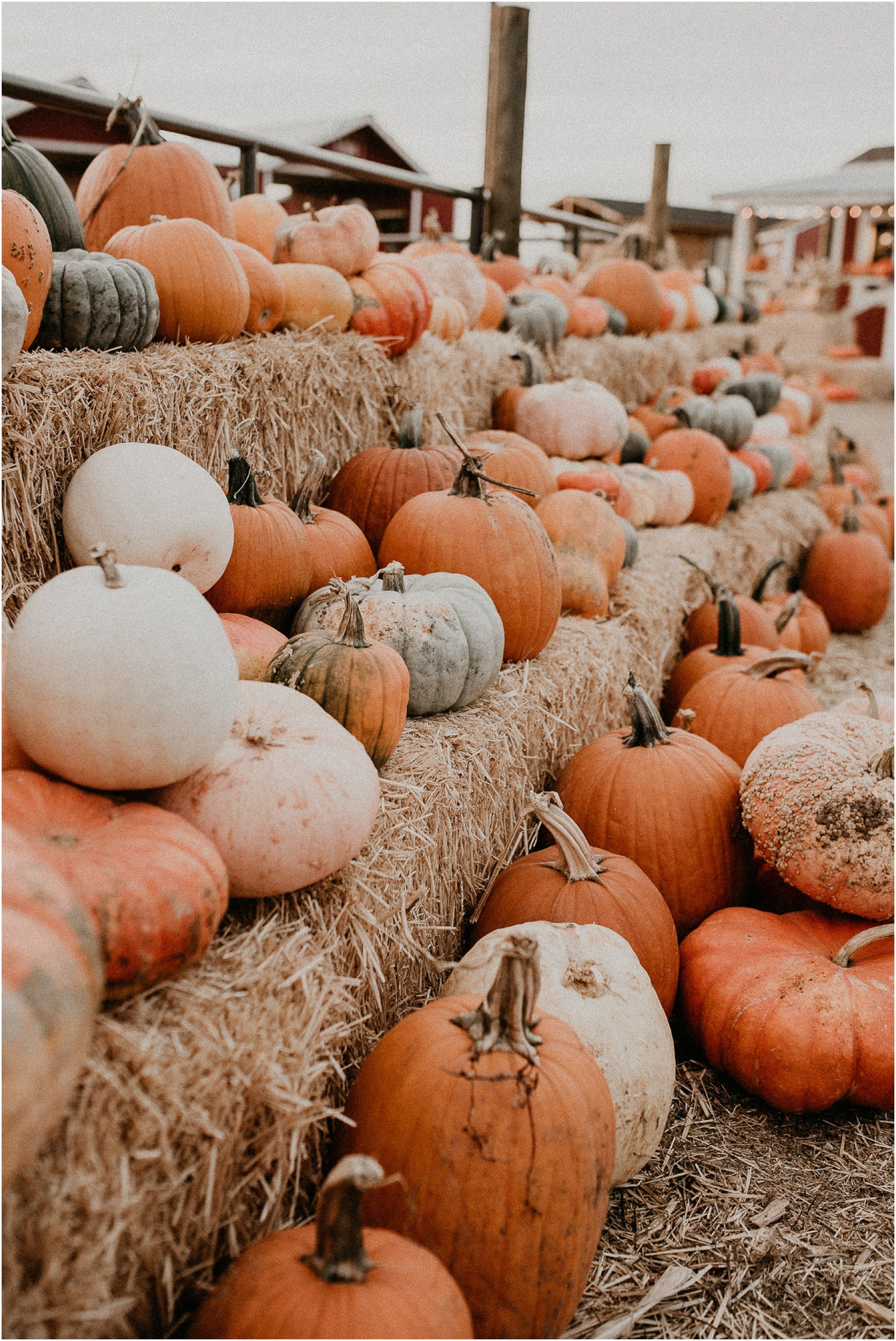 Aesthetic Wallpaper Pumpkin Patch - HD Wallpaper 