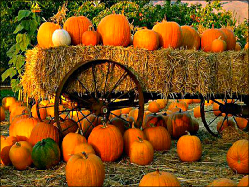 ★ Autumn ☆ - Pumpkin Patch Screensavers Free - HD Wallpaper 