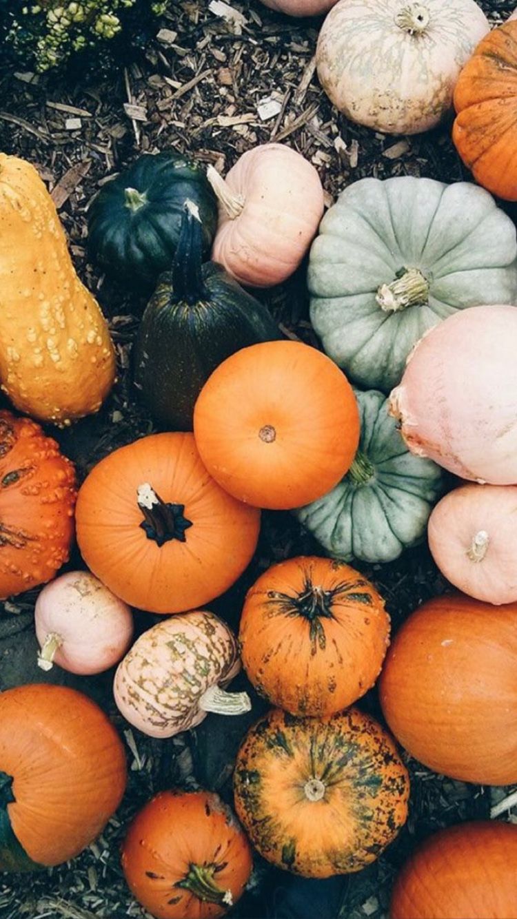 Fall Pumpkin - HD Wallpaper 