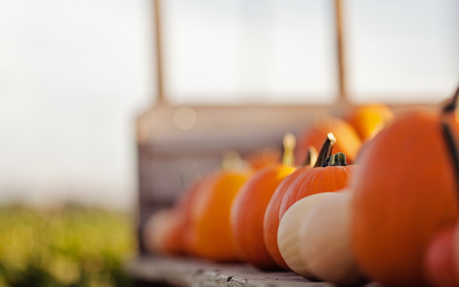 Pumpkin Wallpaper Hd 3788 1920 X 1200 Wallpaperlayer - HD Wallpaper 