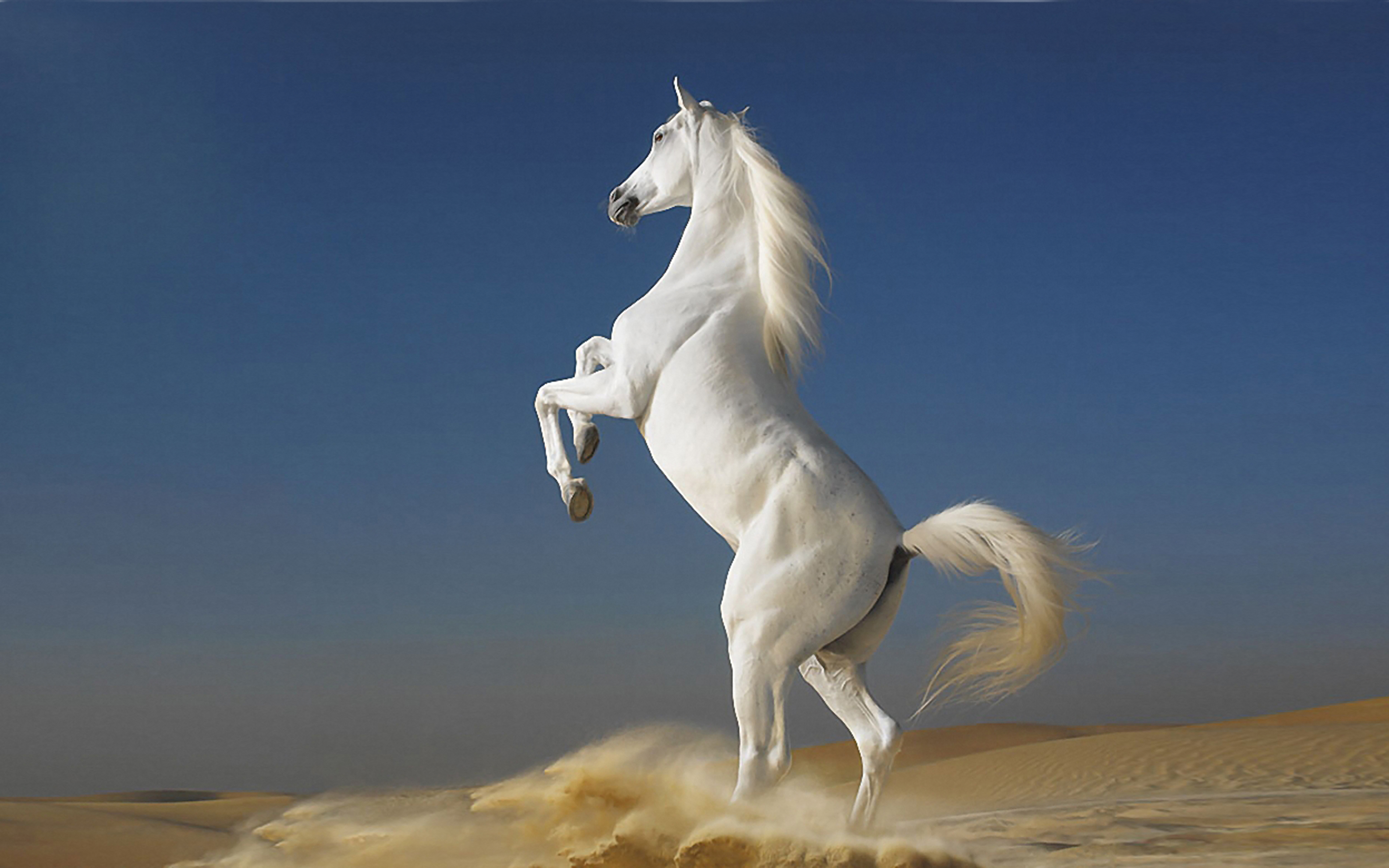 Aswini Star - HD Wallpaper 