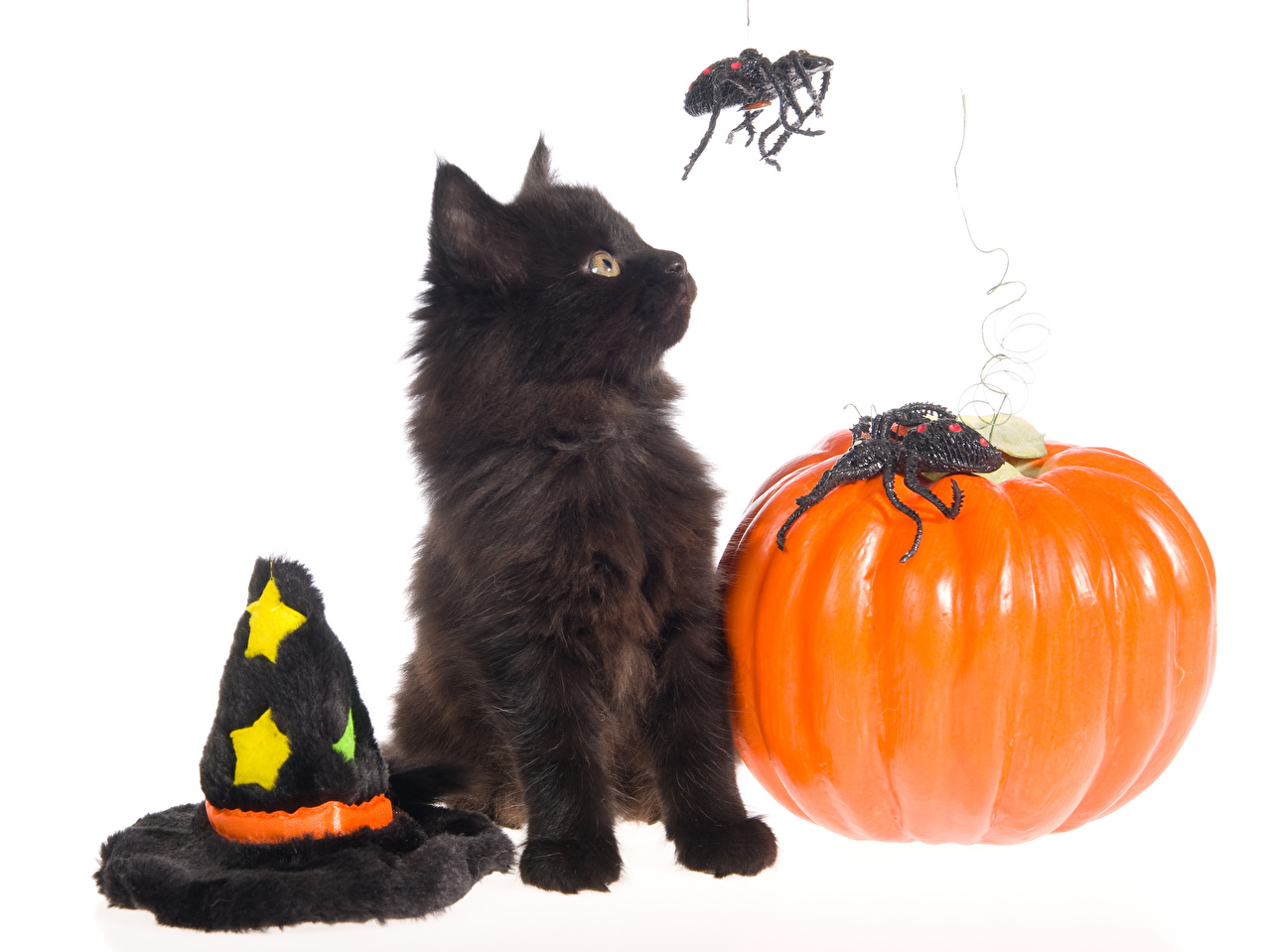 Cats And Dogs Halloween - HD Wallpaper 