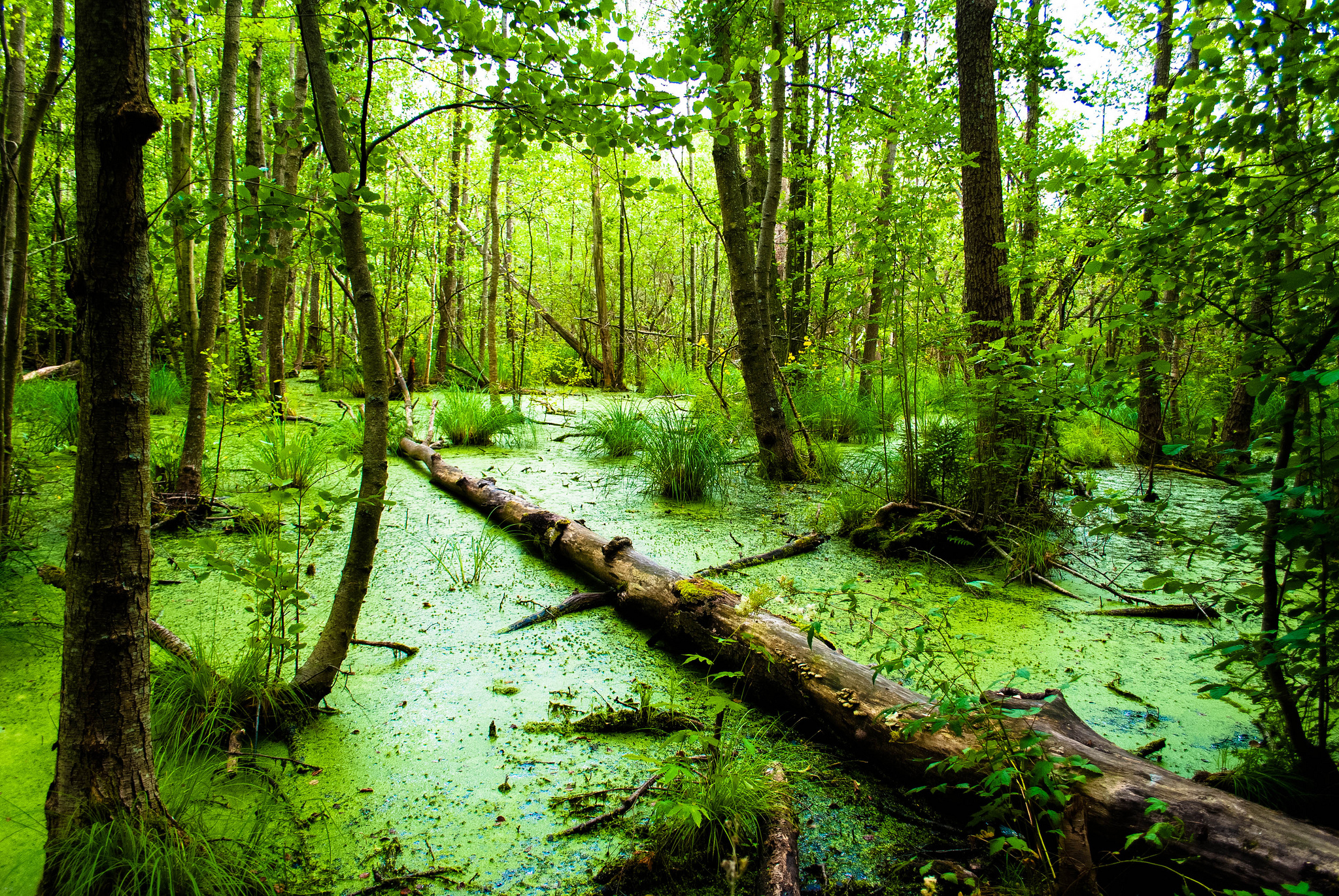 Swamp Background - HD Wallpaper 