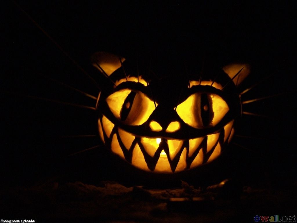 Scary Jack O Lantern Cat - HD Wallpaper 