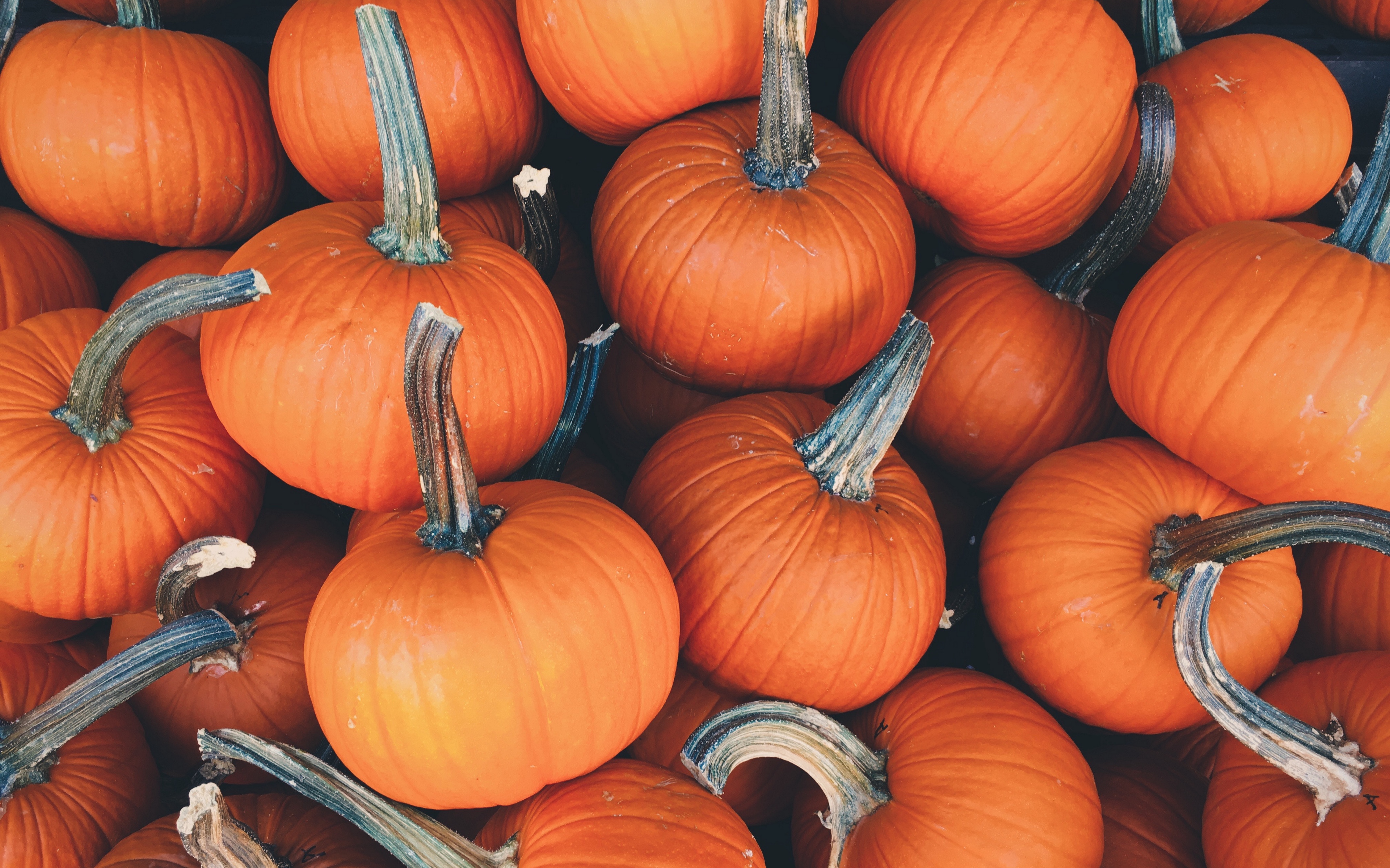 Wallpaper Pumpkin Vegetables Autumn Pumpkin Wallpaper 4k 3840x2400 Wallpaper Teahub Io